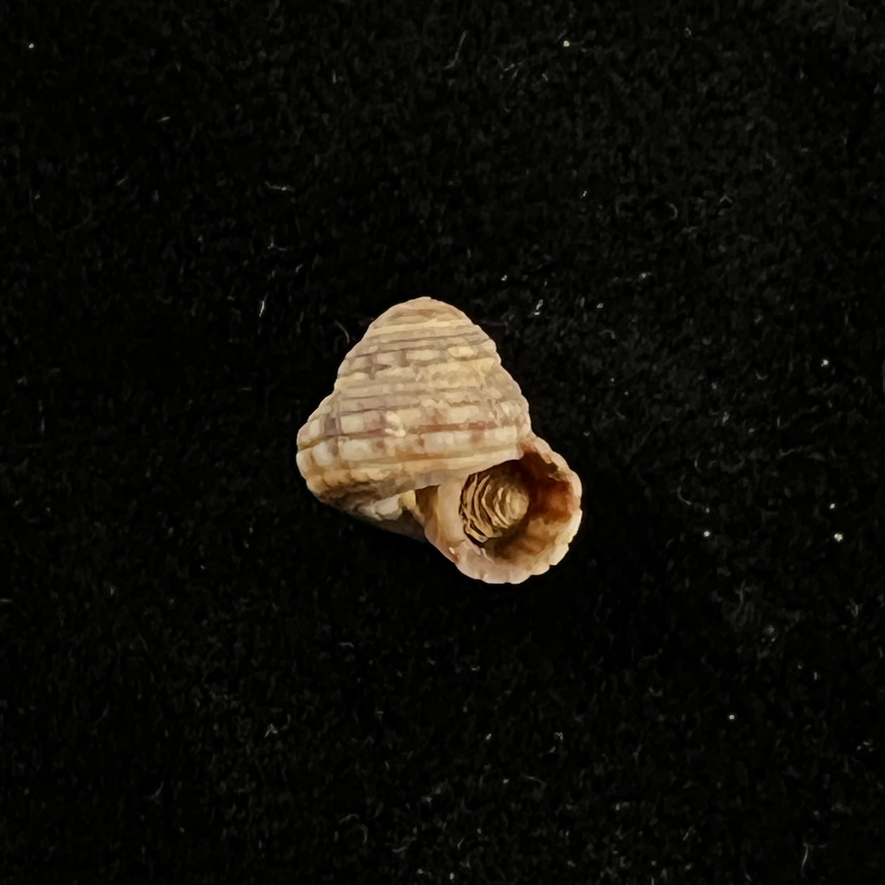 Heliacus cylindricus(Gmelin,1791)- 9,3毫米