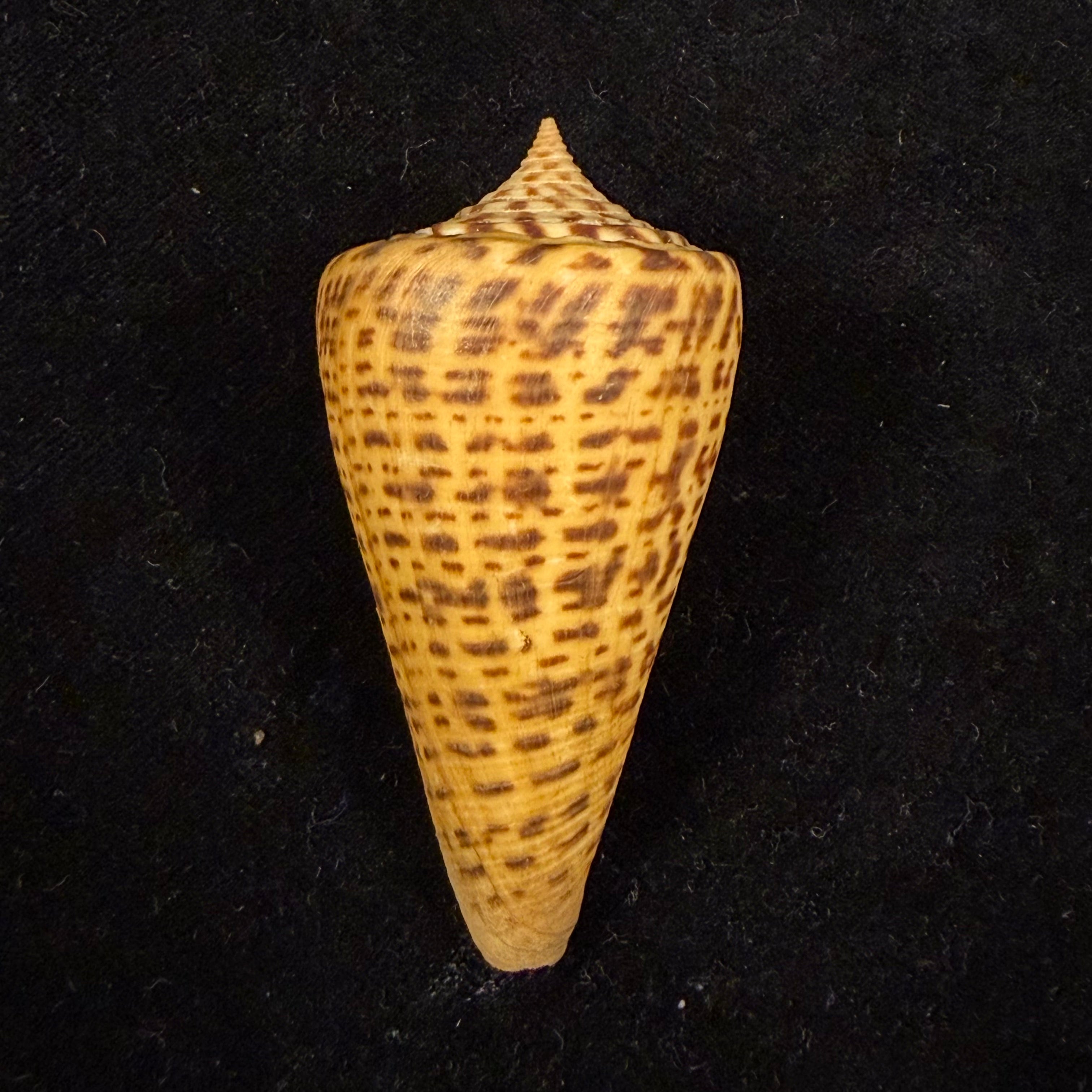 Conus spurius quadratus Roding, 1798 - 65mm