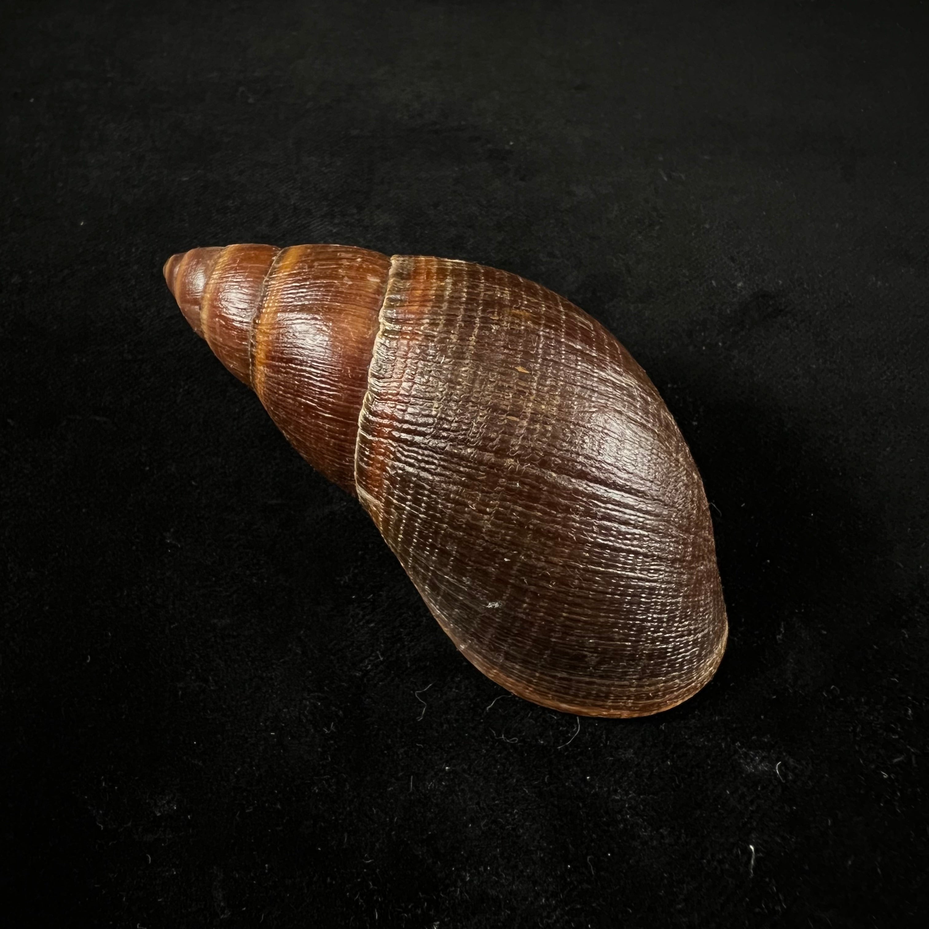 Thaumastus sangoae(Tschudi in Troschel,1852) - 83,4mm