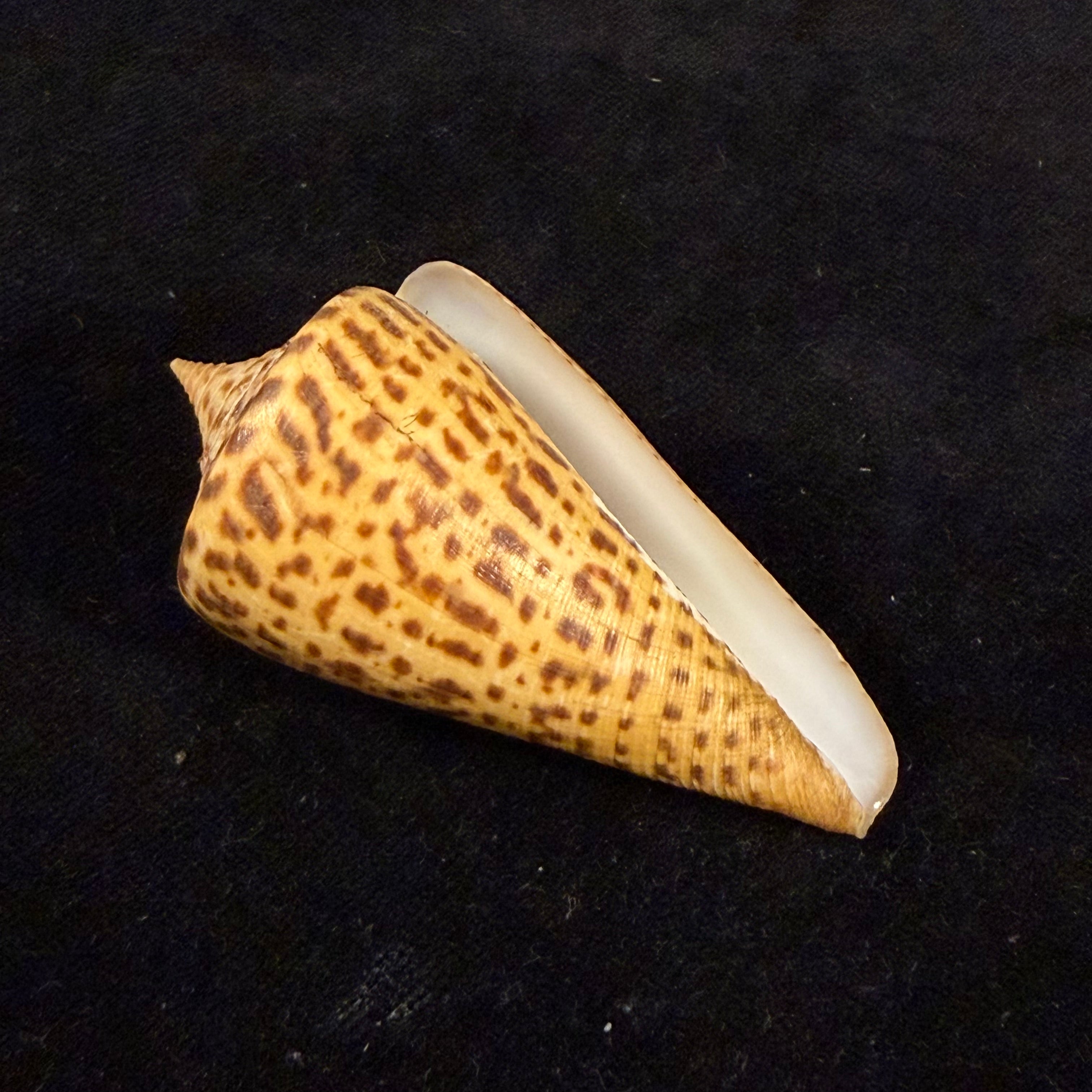 Conus spurius quadratus Roding, 1798 - 65mm
