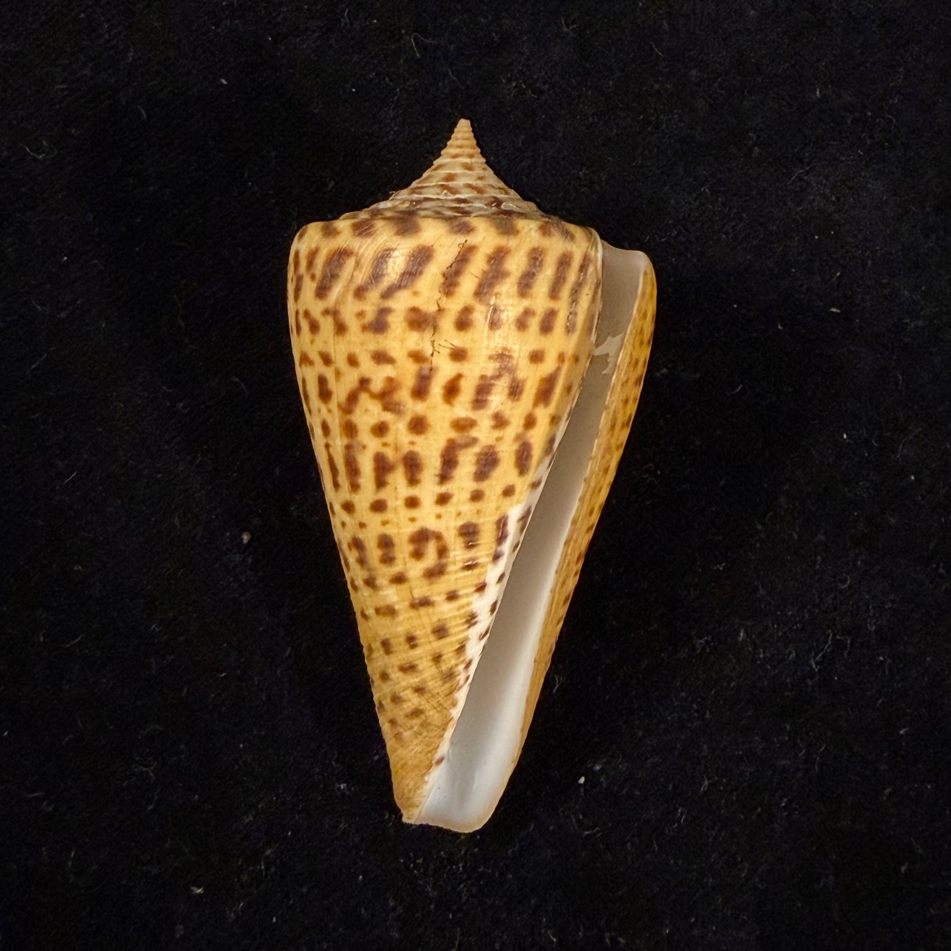 Conus spurius quadratus Roding, 1798 - 65mm