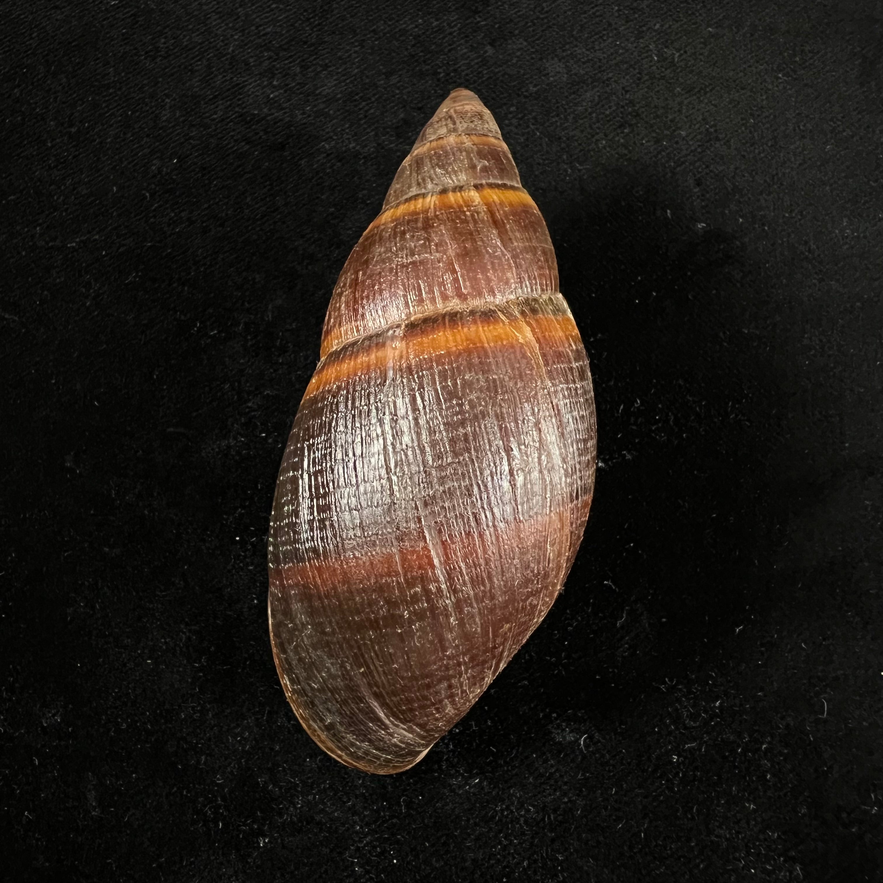 Thaumastus sangoae(Tschudi in Troschel,1852) - 83,6mm