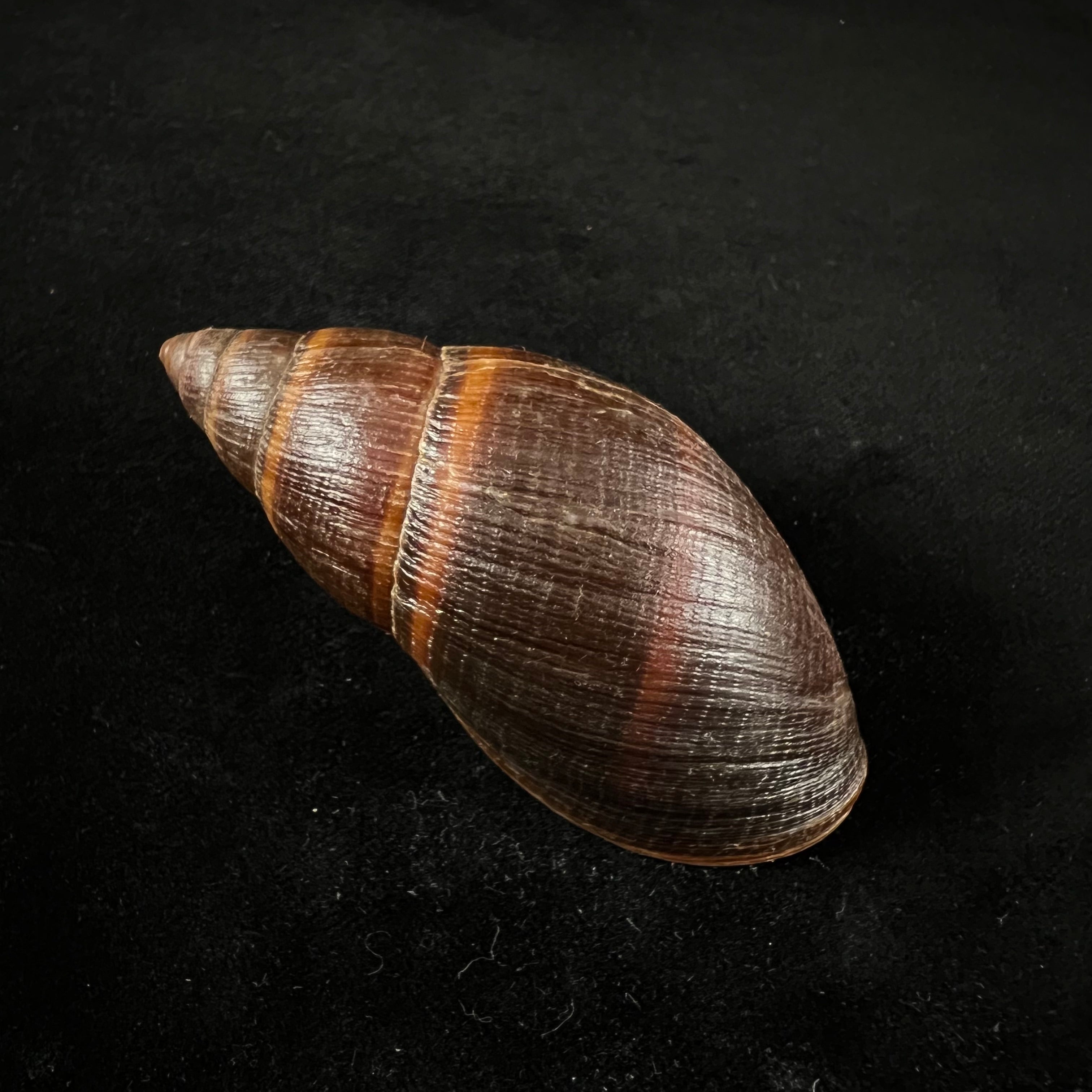 Thaumastus sangoae(Tschudi in Troschel,1852) - 83,6mm
