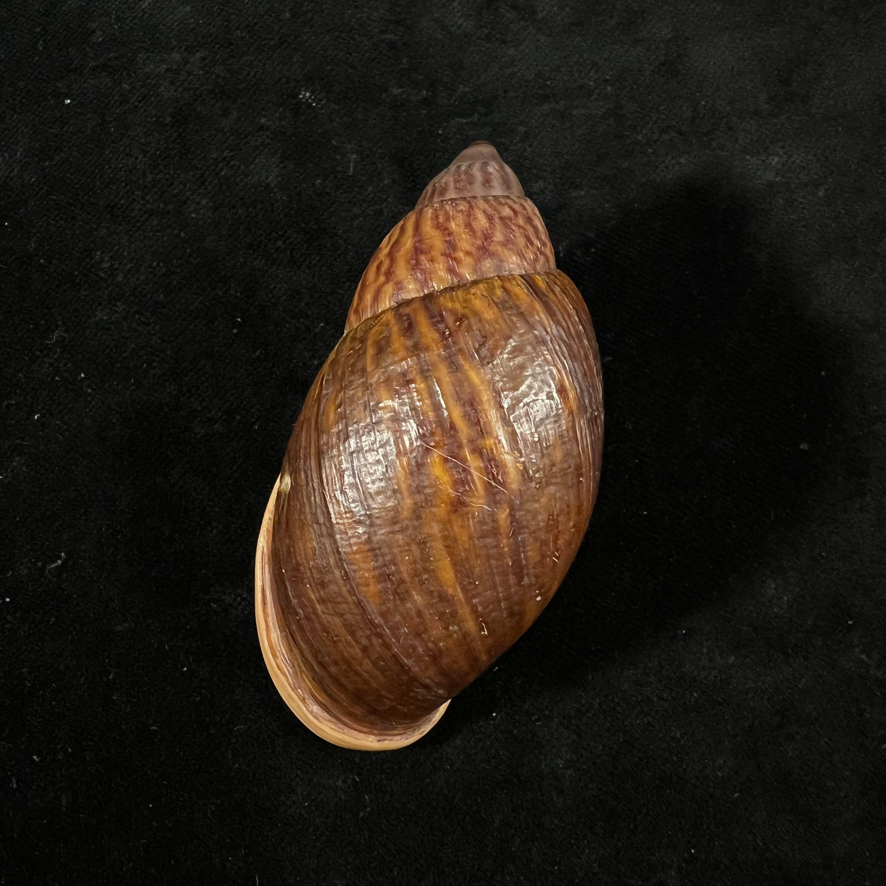 Dryptus moritzianus (L. Pfeiffer, 1847) - 73,3毫米
