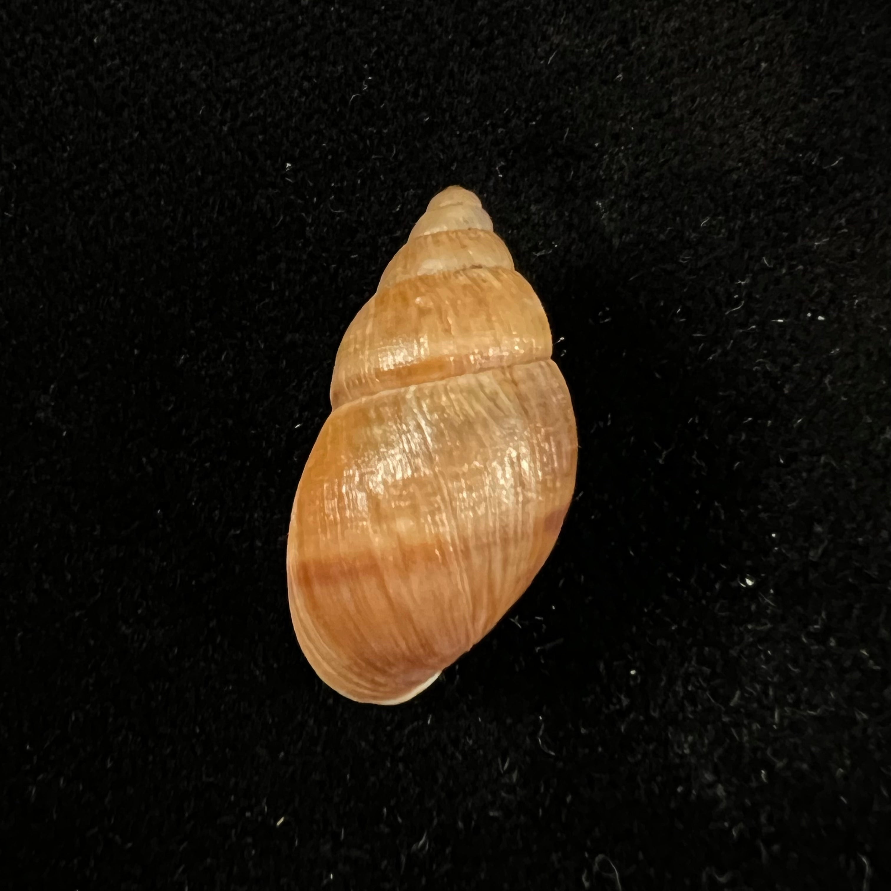 Scholvienia alutacea (Reeve, 1849) - 25,6毫米