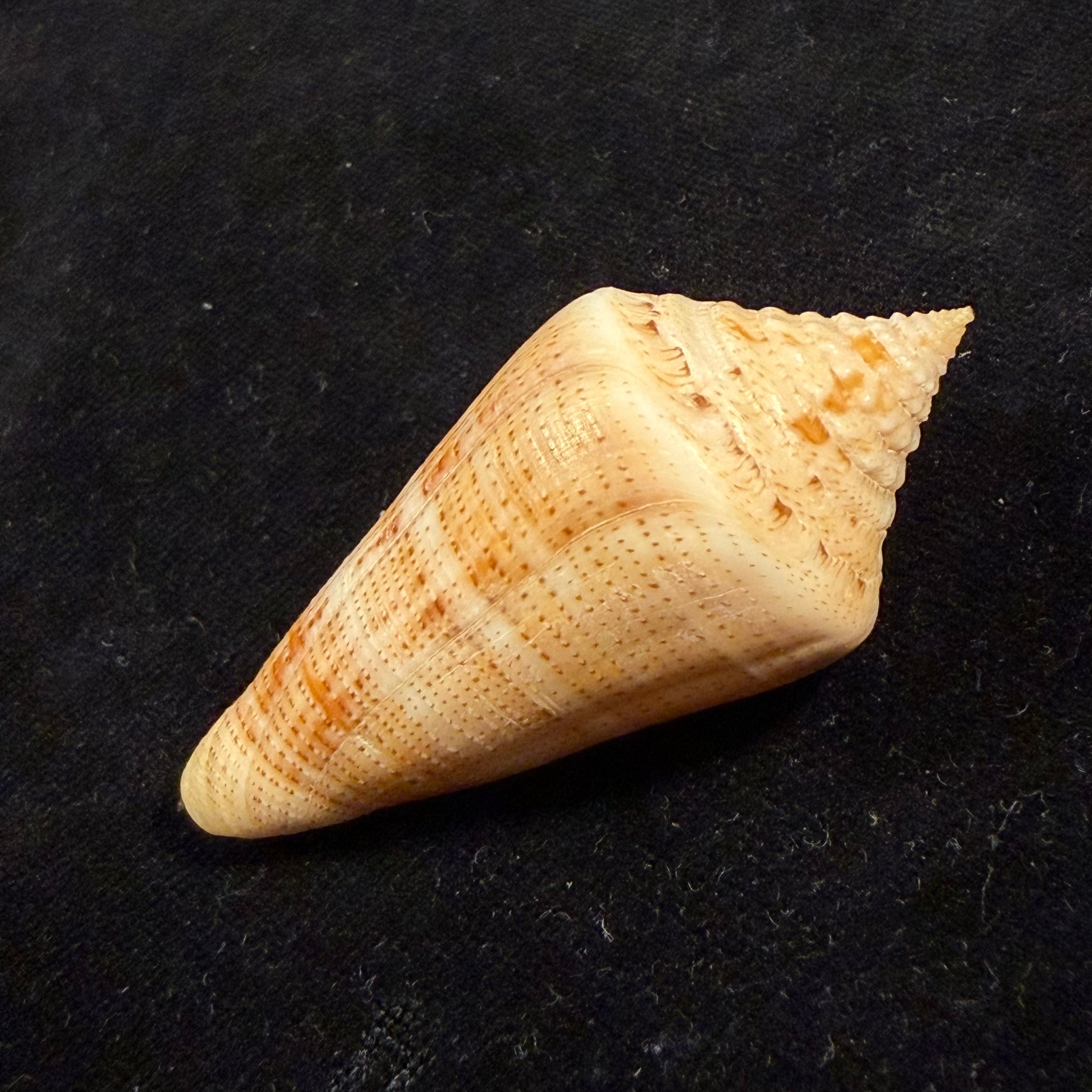 Conus sanguineus Kiener, 1850 - 61,5mm