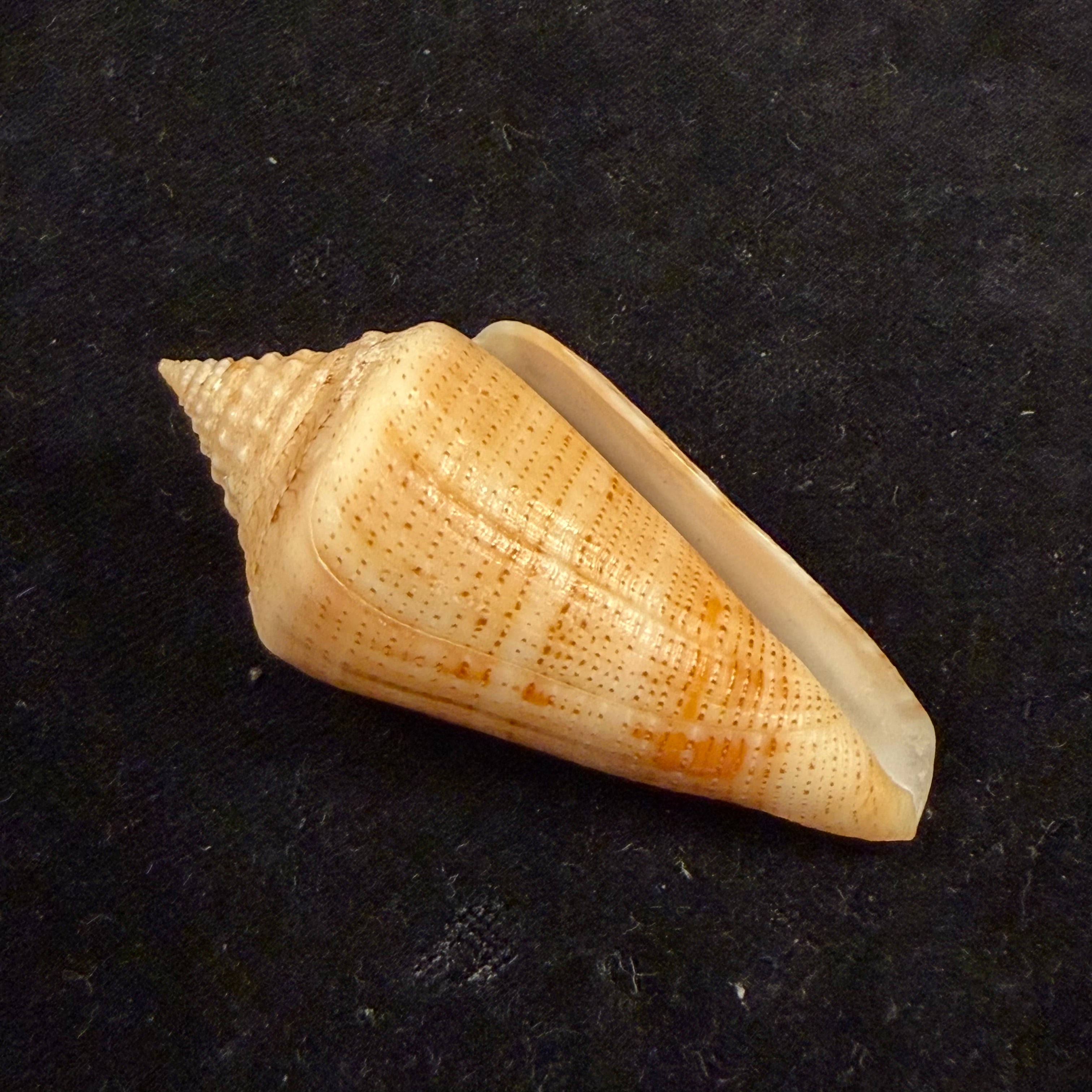 Conus sanguineus Kiener, 1850 - 61,5mm
