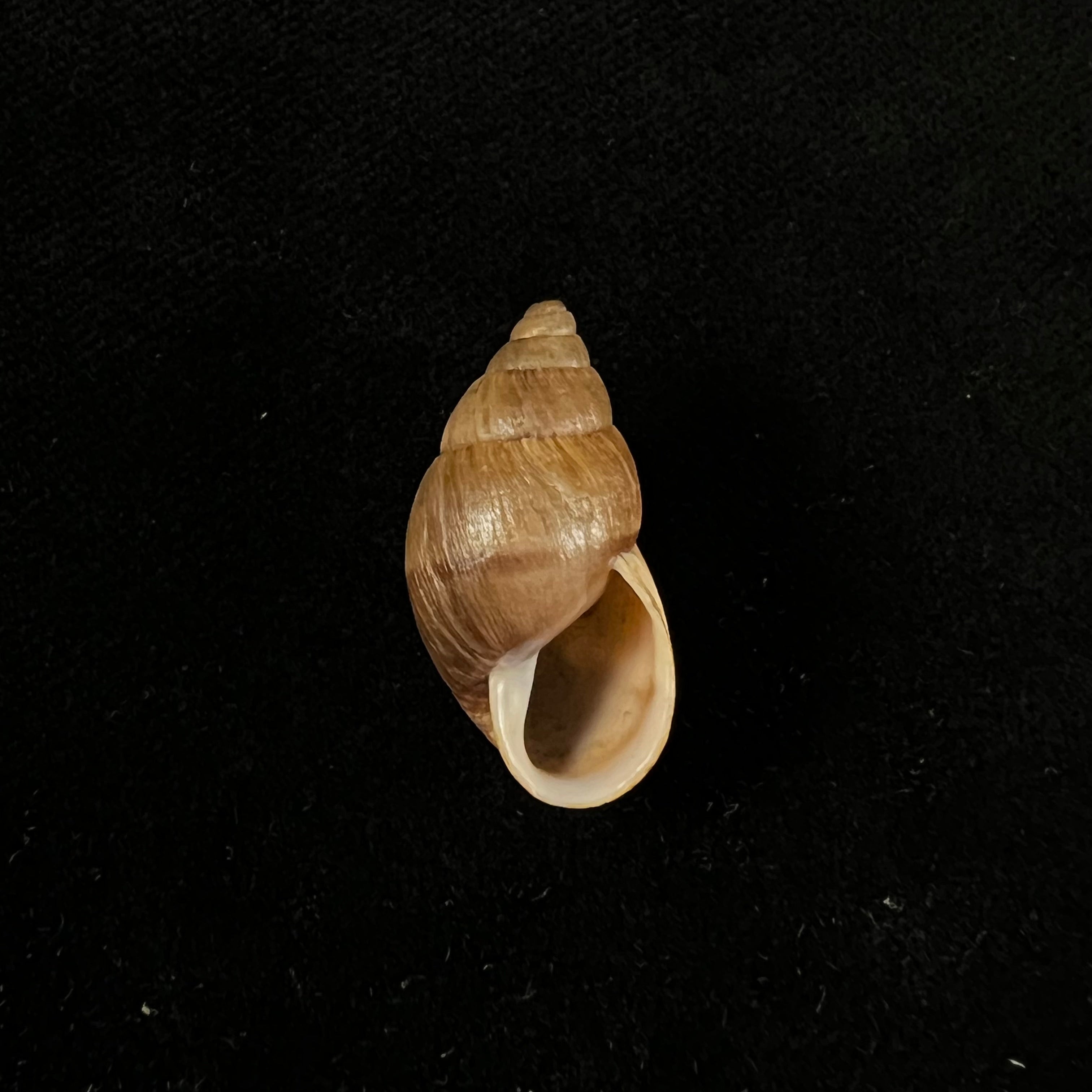 Scholvienia alutacea (Reeve, 1849) - 25,6毫米