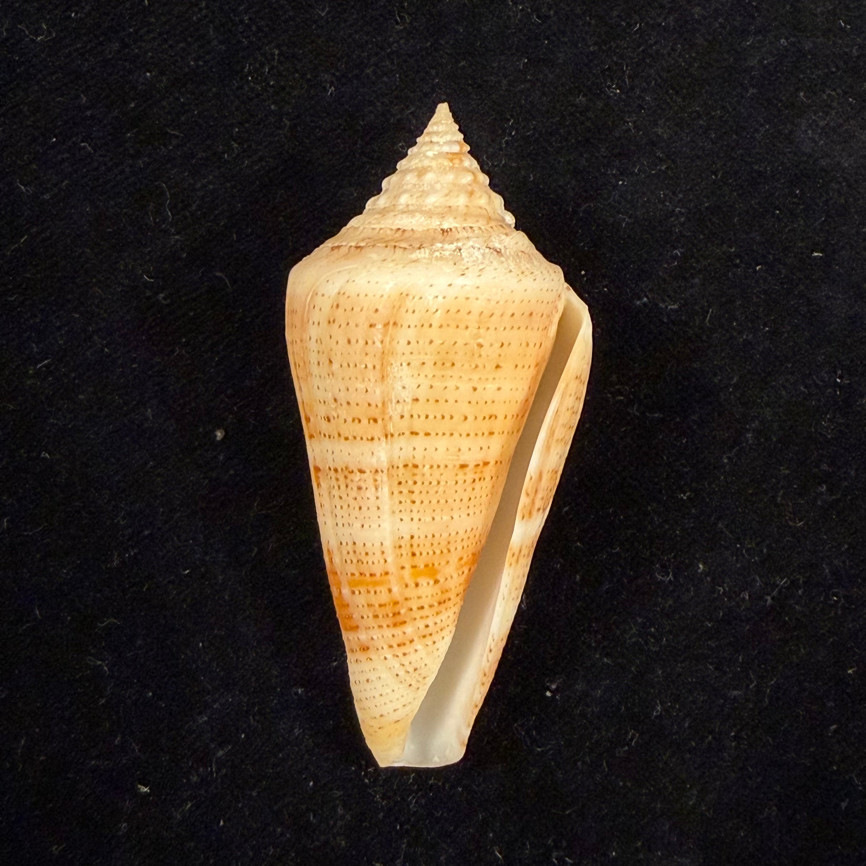 Conus sanguineus Kiener, 1850 - 61,5mm