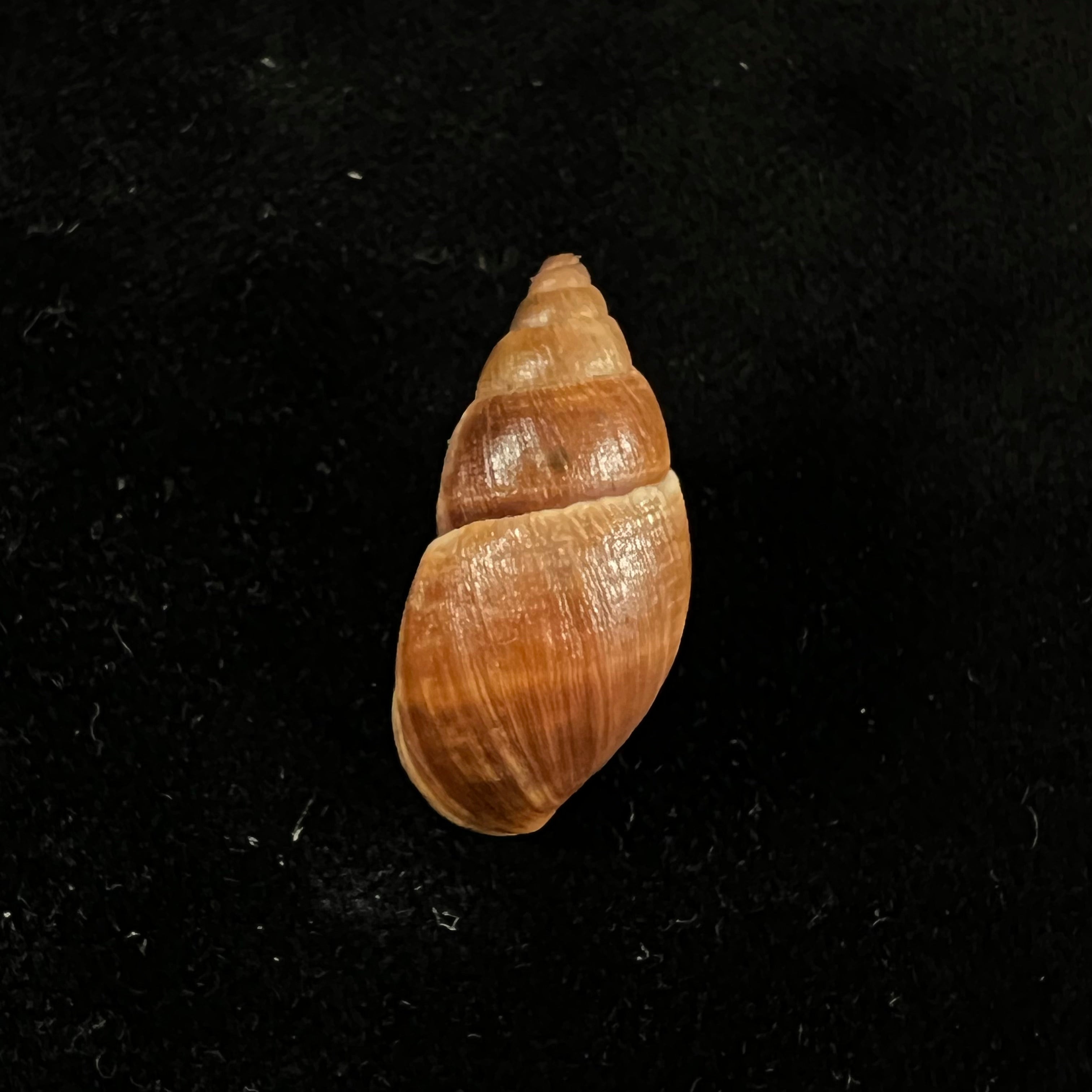 Scholvienia alutacea (Reeve, 1849) - 27,8毫米
