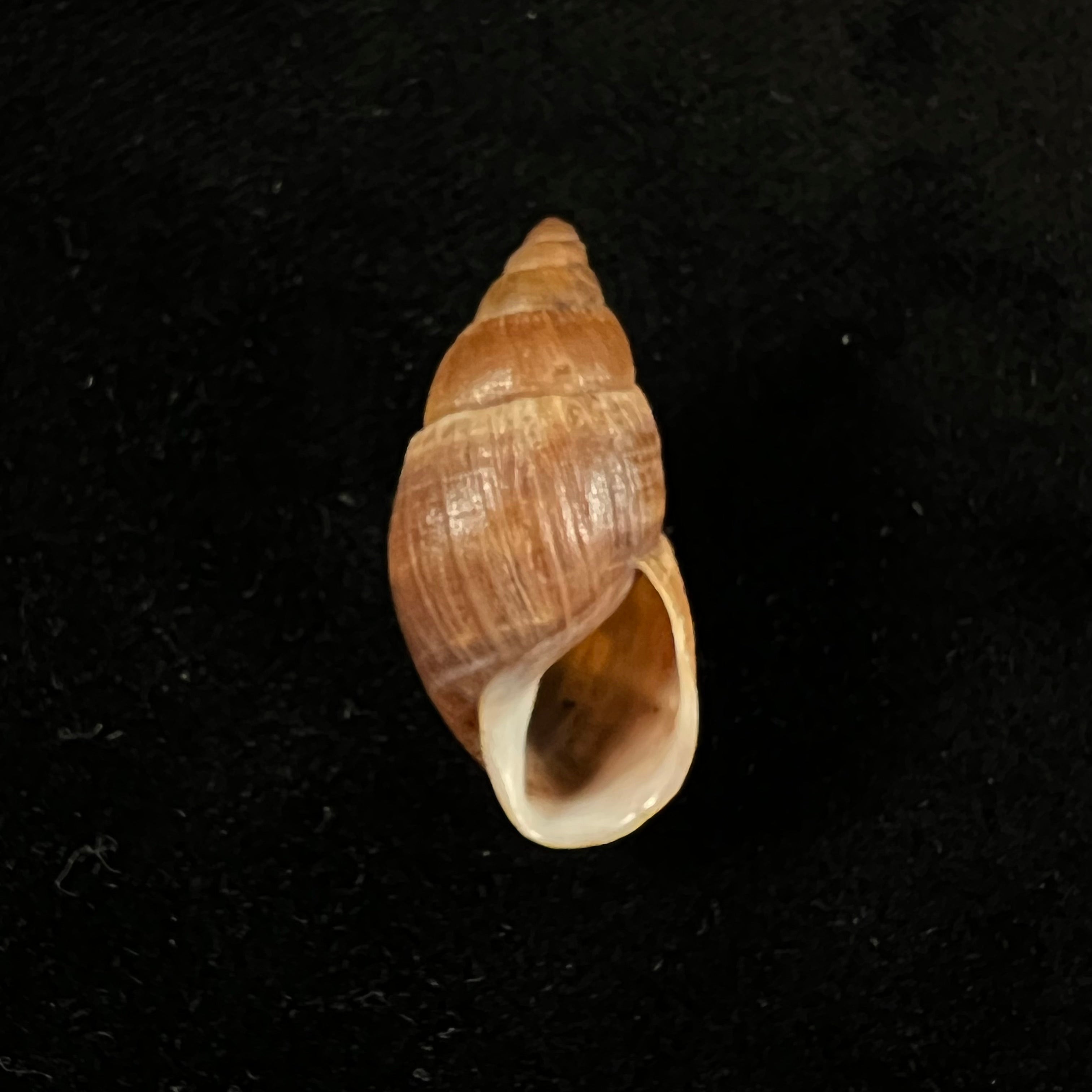 Scholvienia alutacea (Reeve, 1849) - 27,8毫米