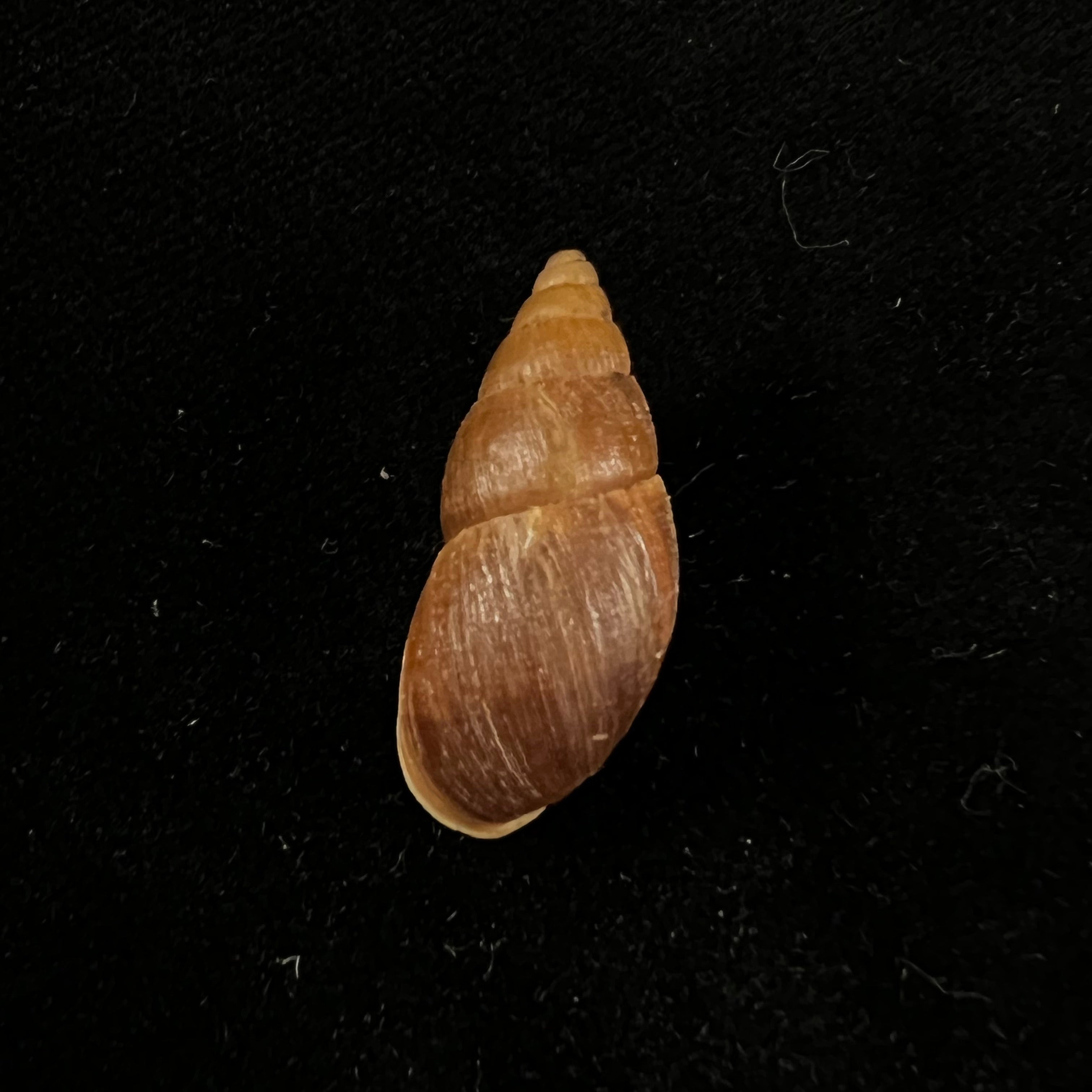 Scholvienia alutacea (Reeve, 1849) - 26毫米