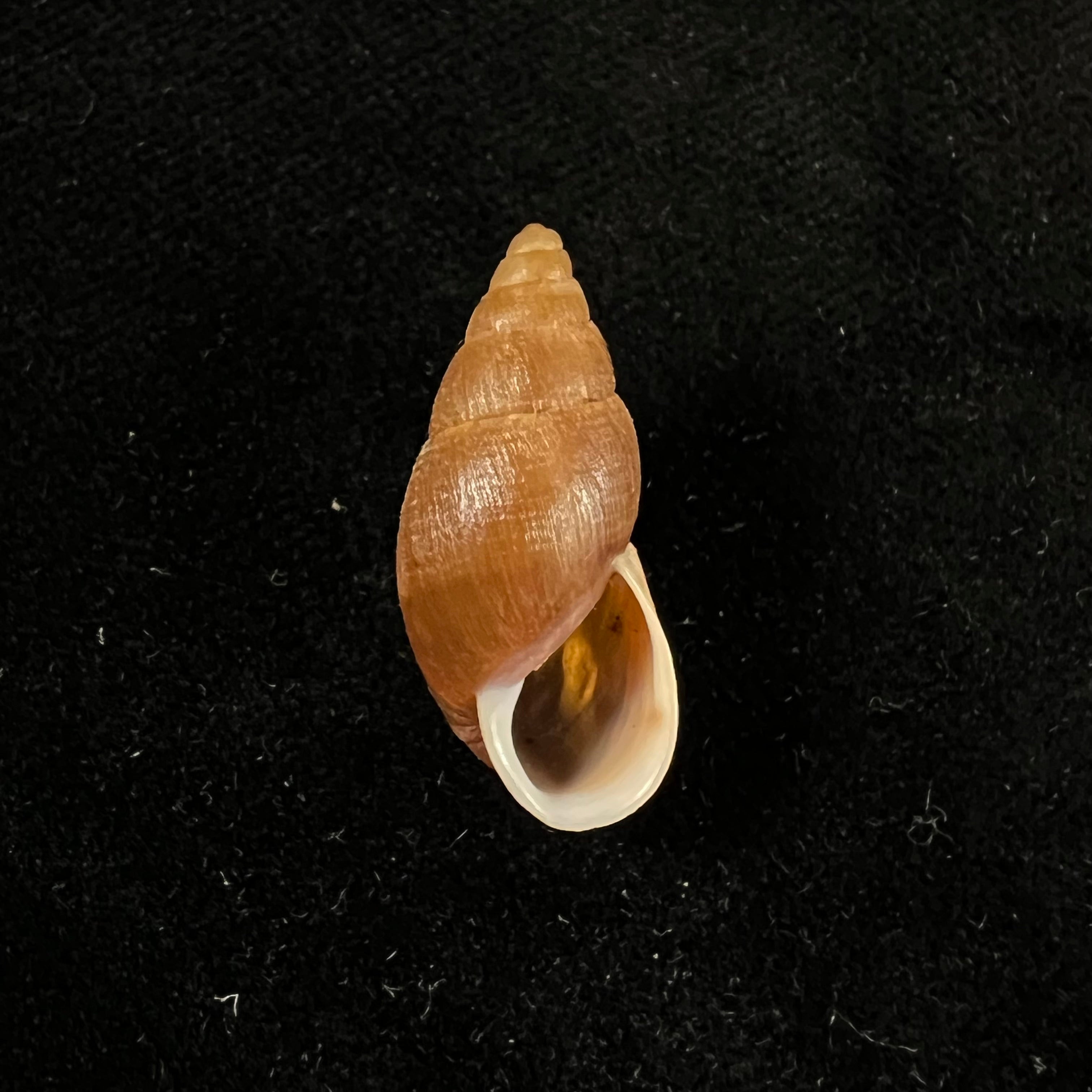 Scholvienia alutacea (Reeve, 1849) - 26毫米