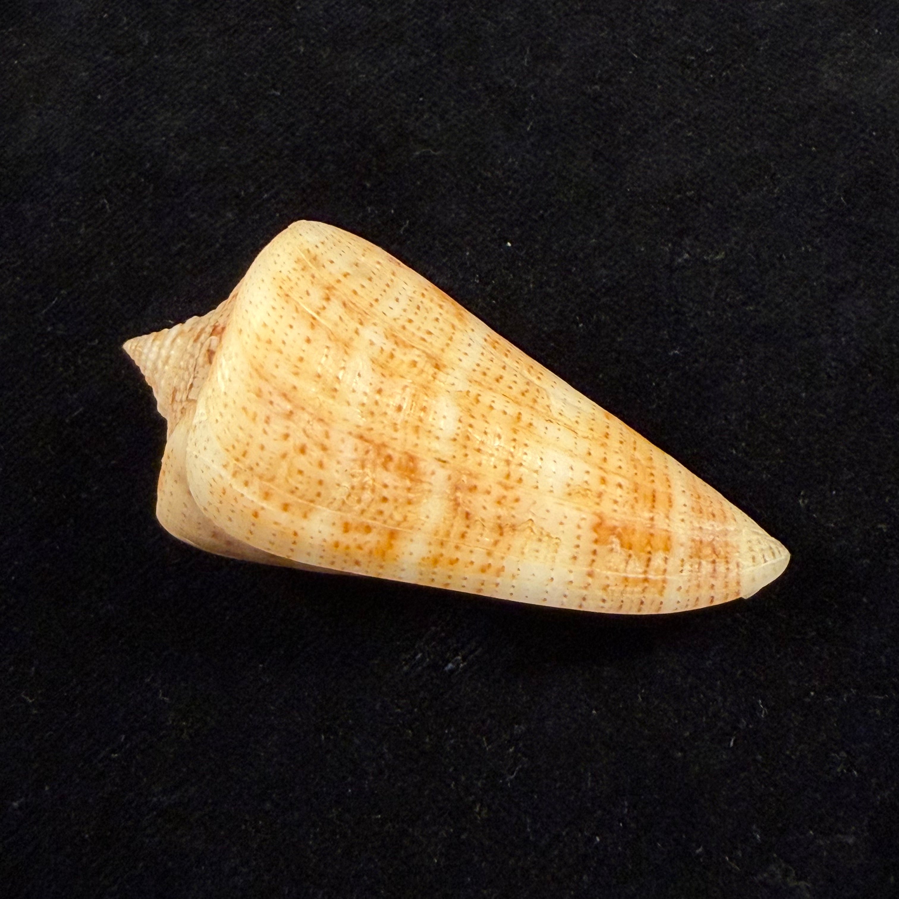 Conus sanctaemarthae Vink, 1977 - 58,3mm