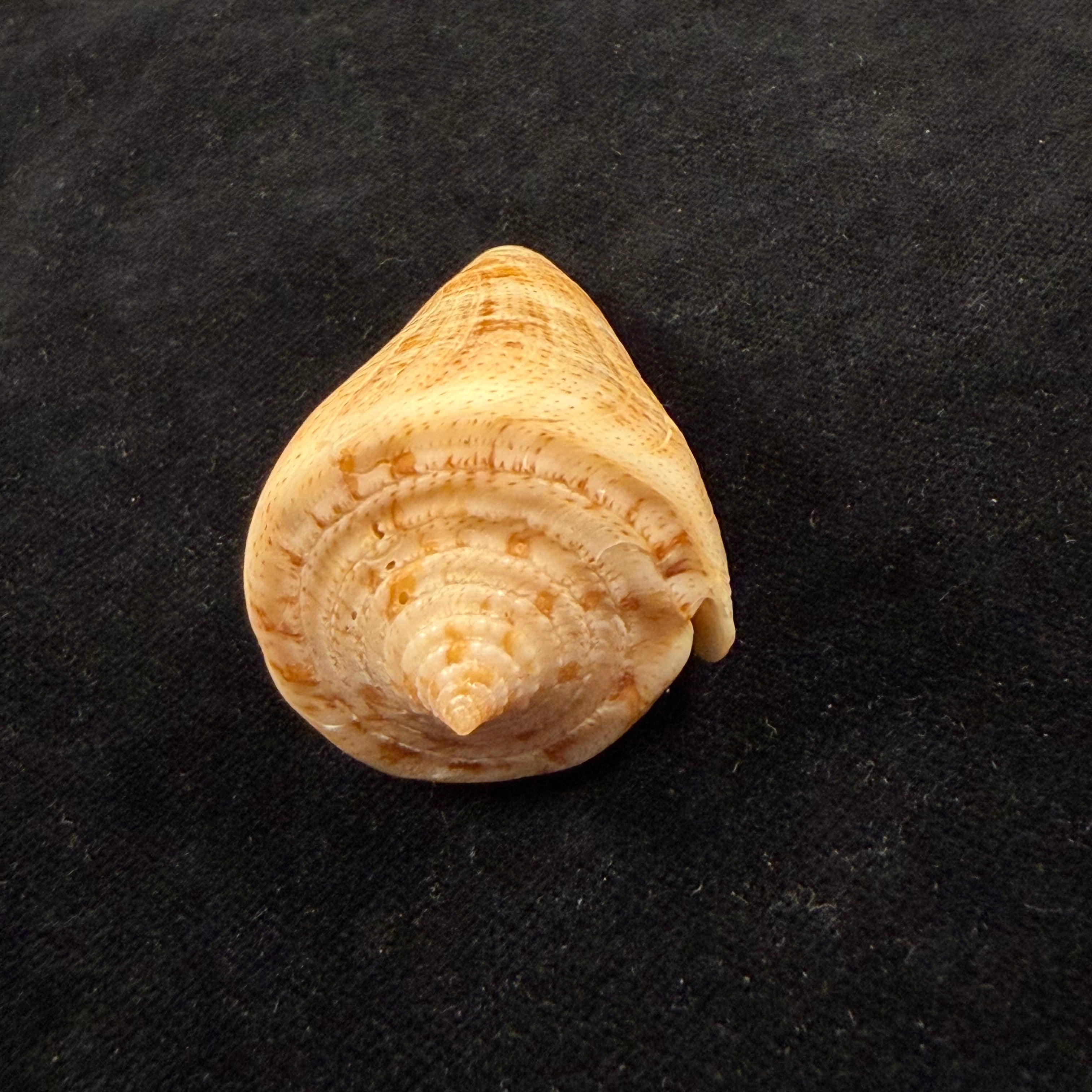 Conus sanctaemarthae Vink, 1977 - 58,3mm