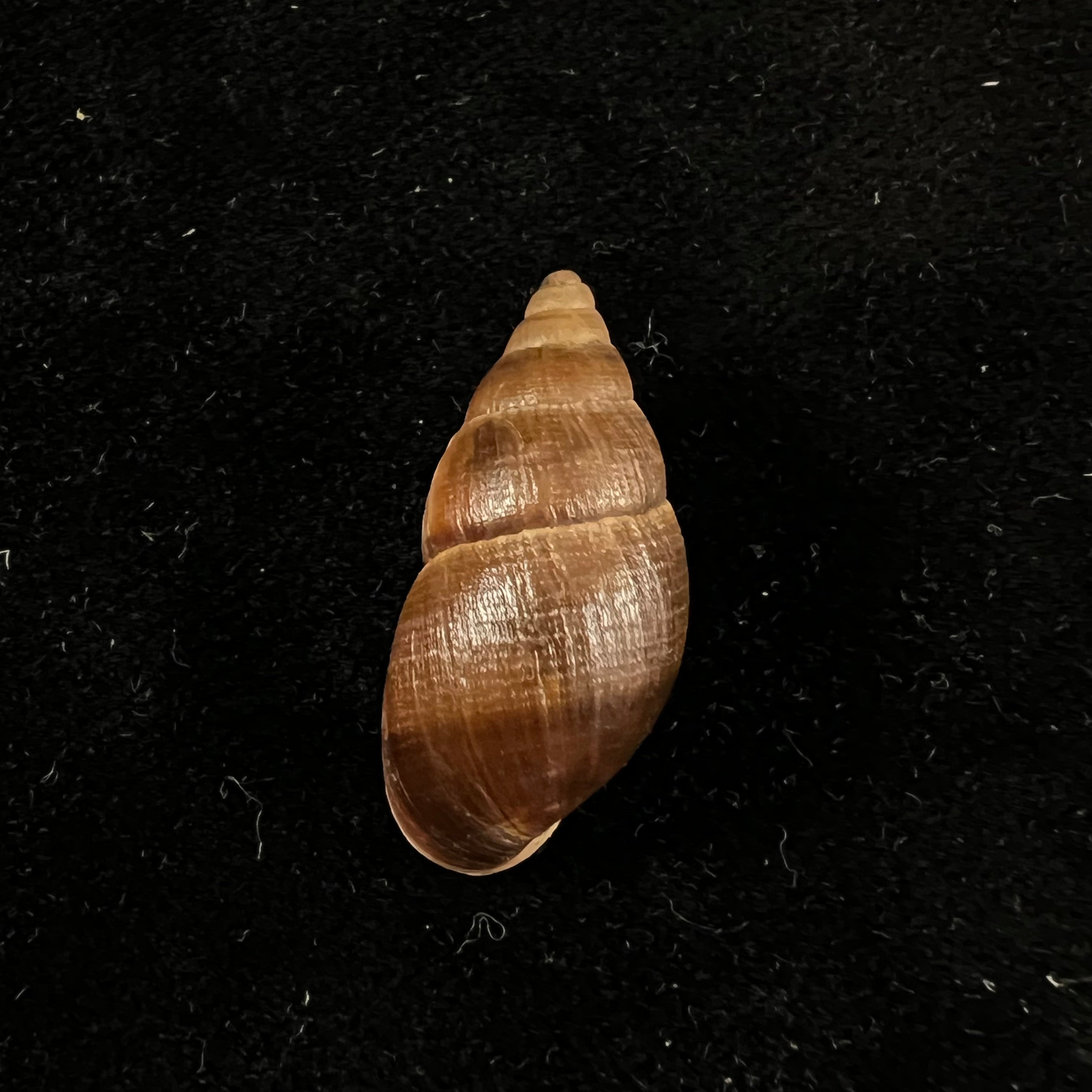 Scholvienia alutacea (Reeve, 1849) - 25,9毫米