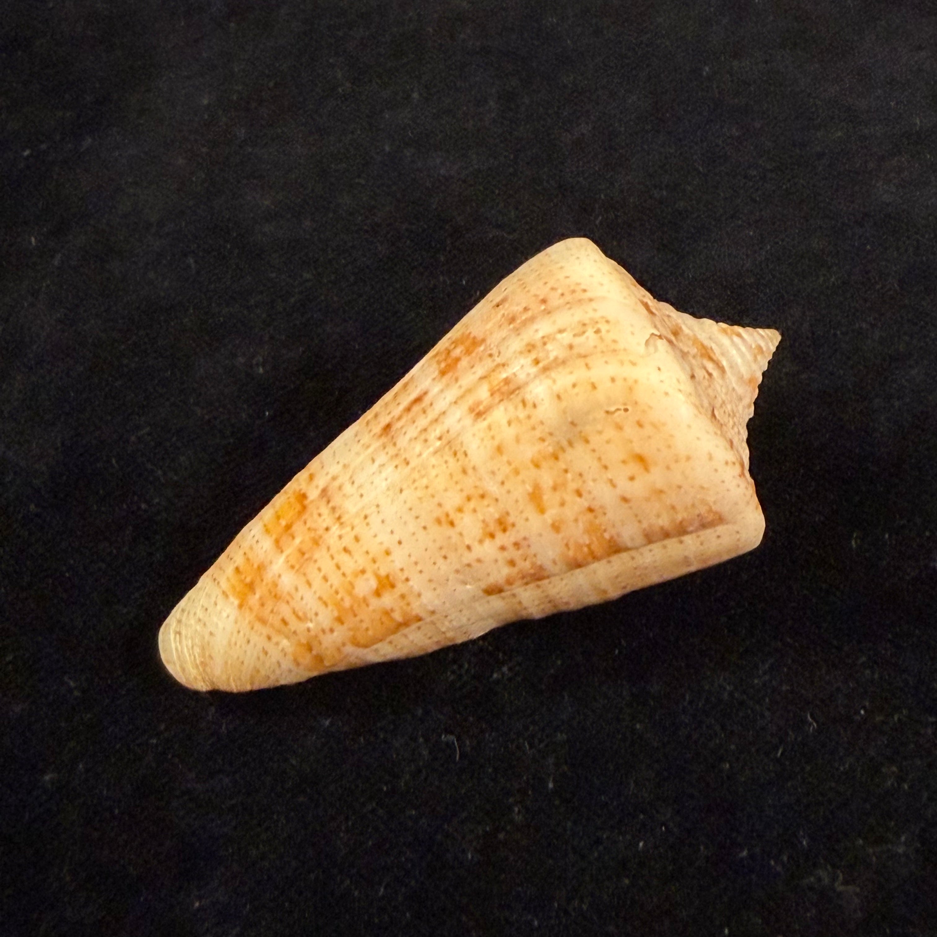 Conus sanctaemarthae Vink, 1977 - 58,3mm