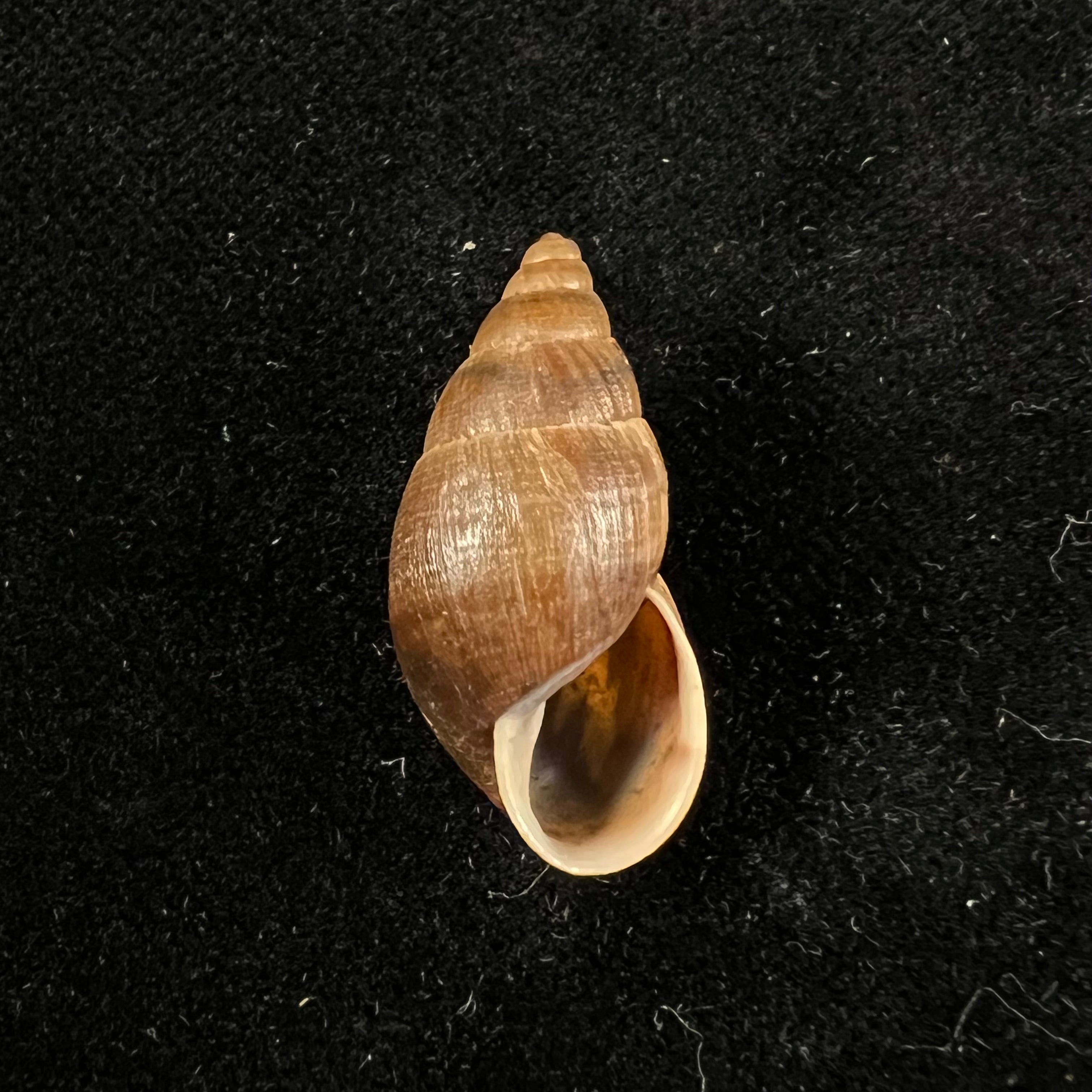 Scholvienia alutacea (Reeve, 1849) - 25,9毫米