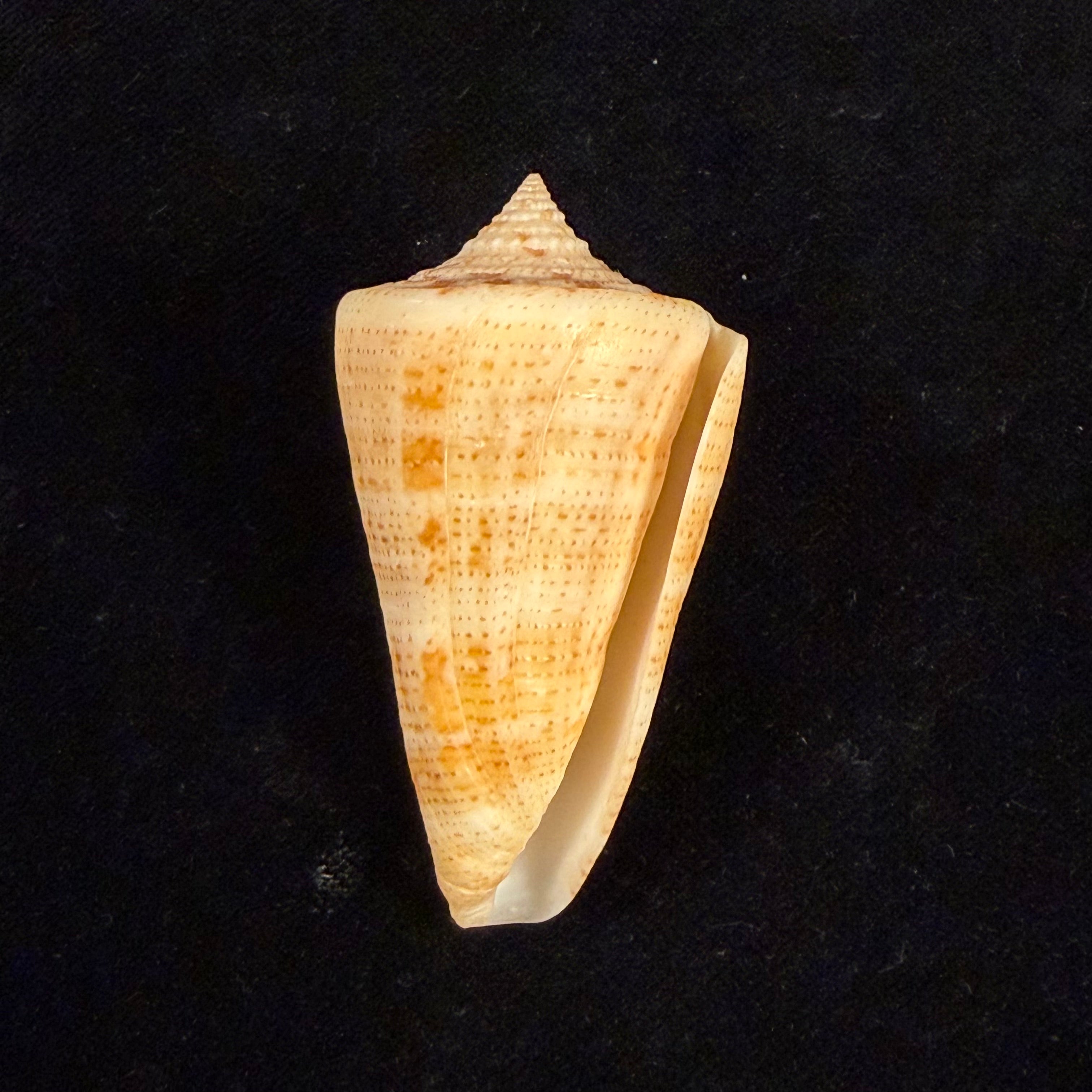 Conus sanctaemarthae Vink, 1977 - 58,3mm