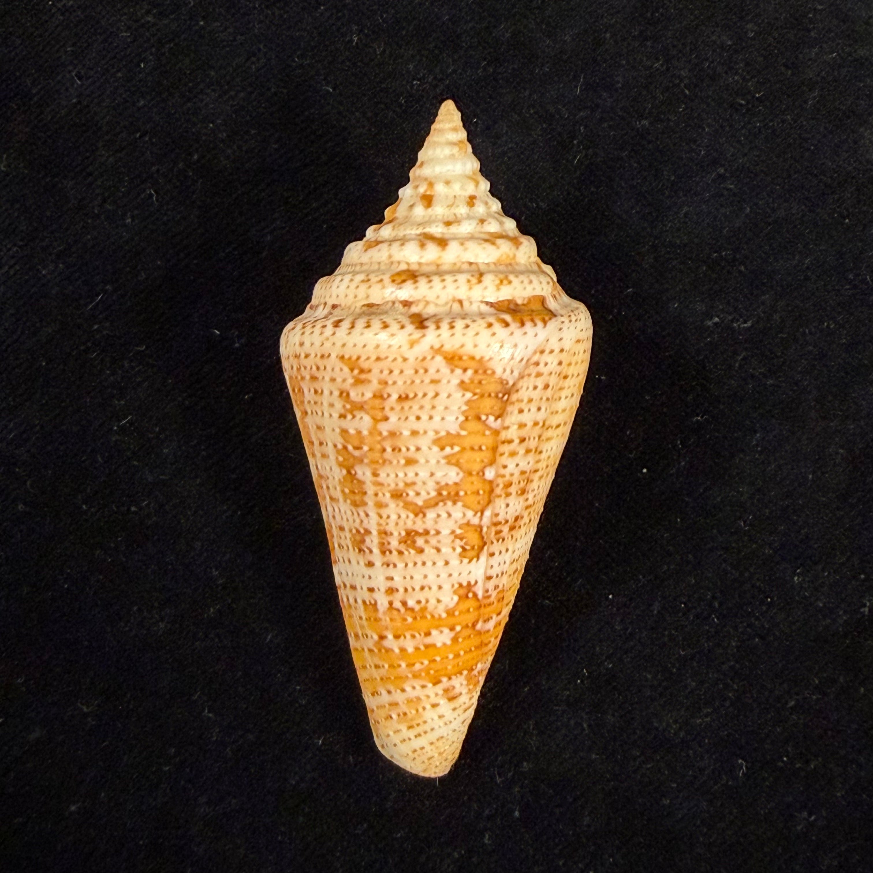 Conus sanctaemarthae Vink, 1977 - 61mm