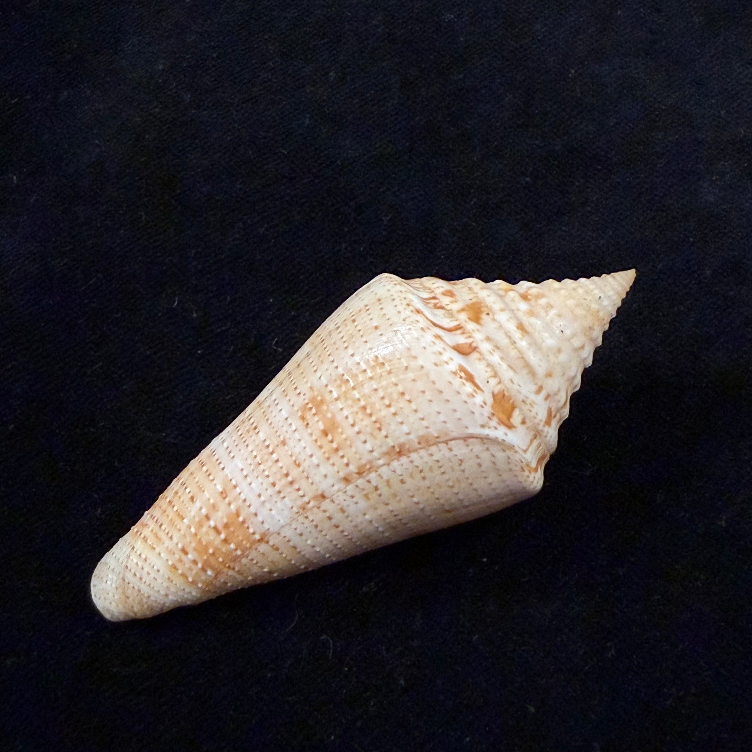 Conus granarius Kiener, 1847 - 66mm