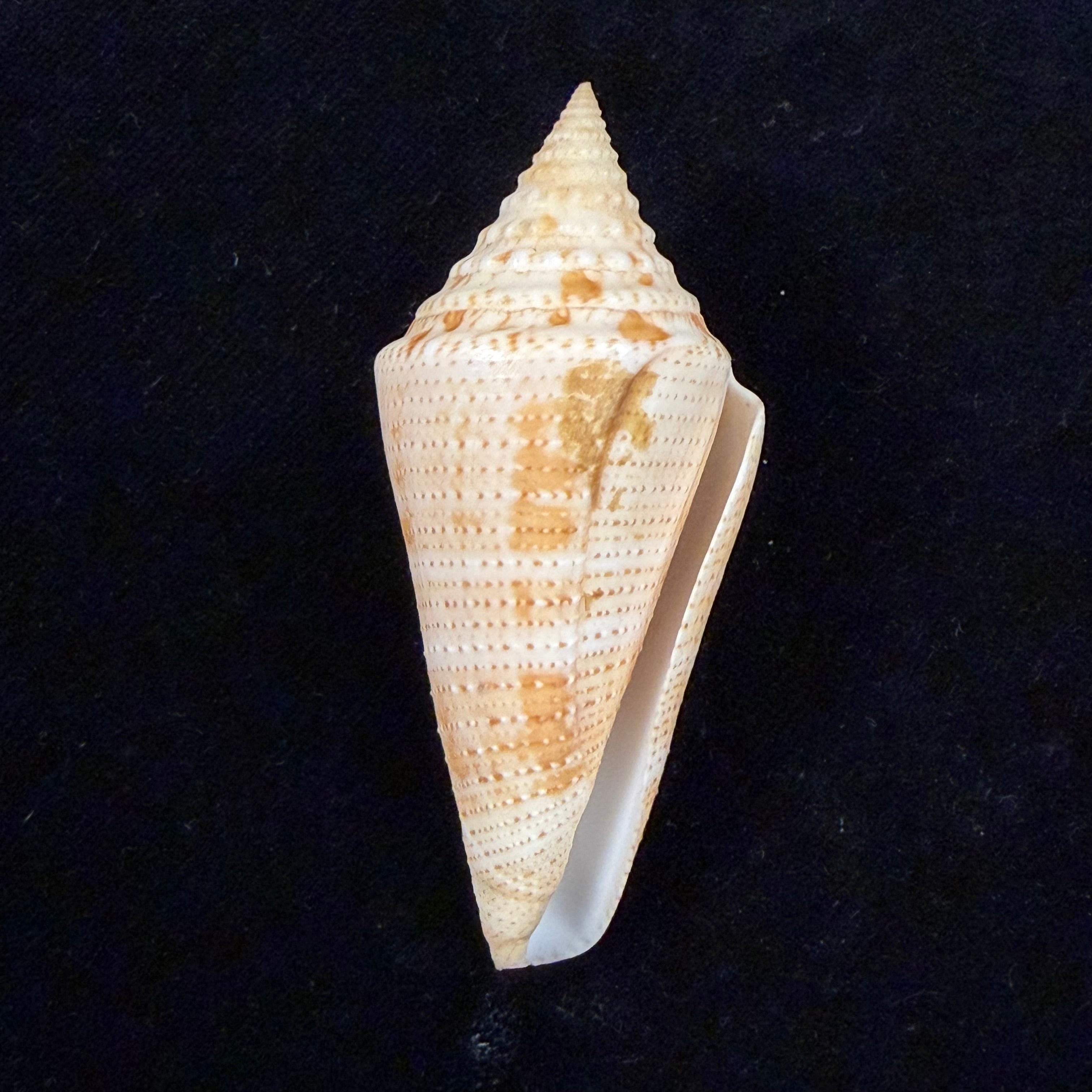 Conus granarius Kiener, 1847 - 66mm