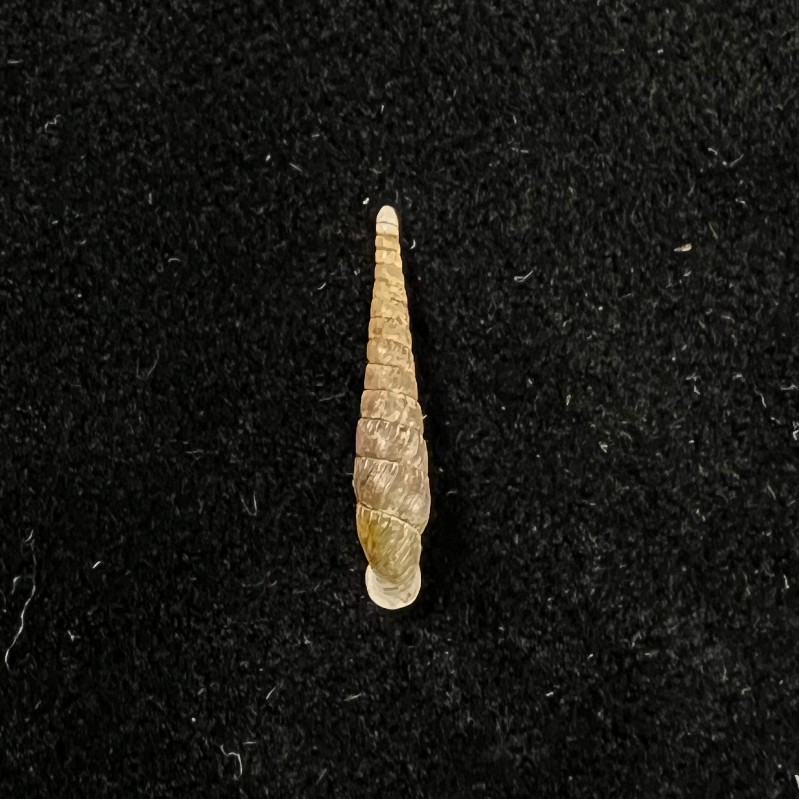 Papilliphaedusa yongshuae (H. Nordsieck, 2007) - 16,8mm