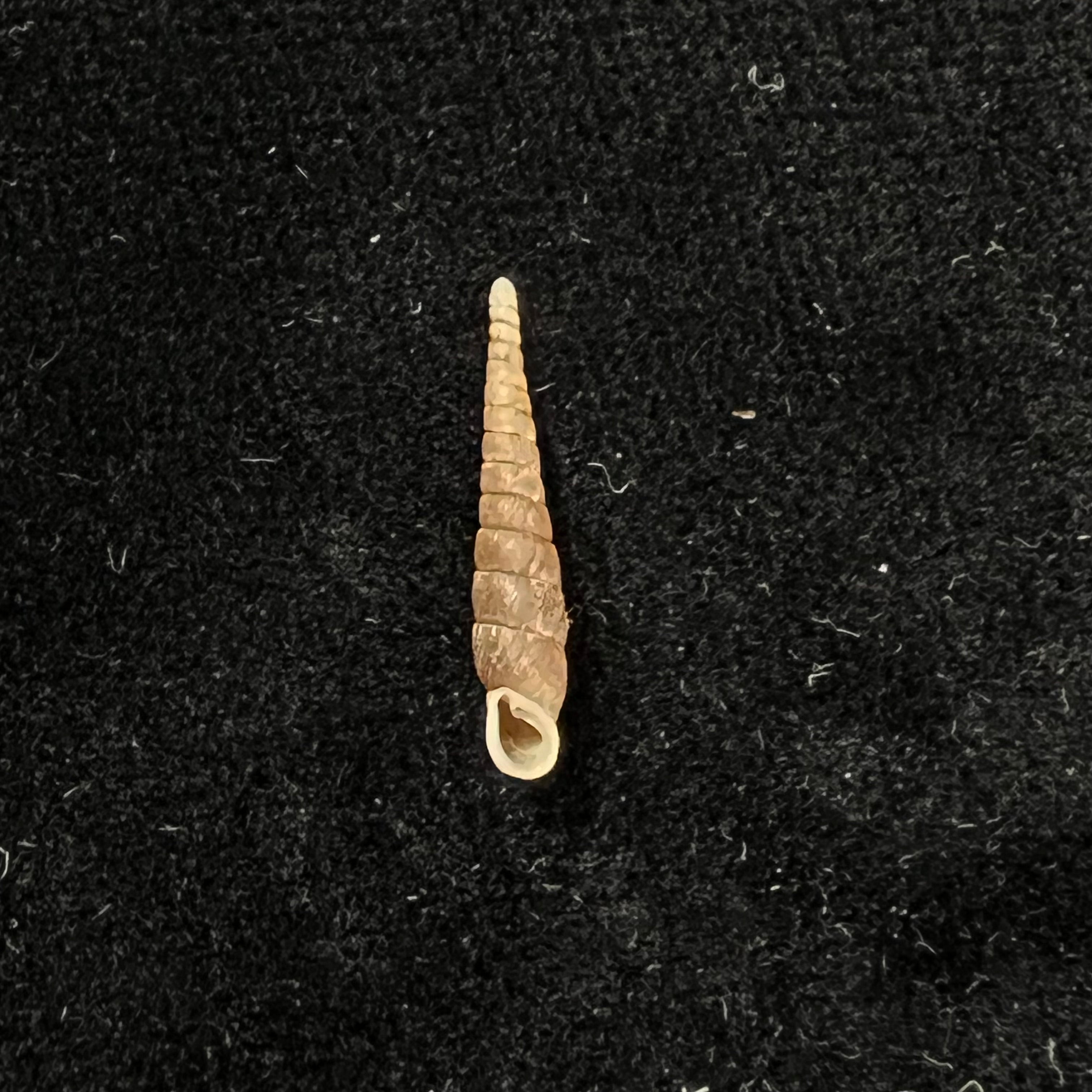 Papilliphaedusa yongshuae (H. Nordsieck, 2007) - 16,8mm