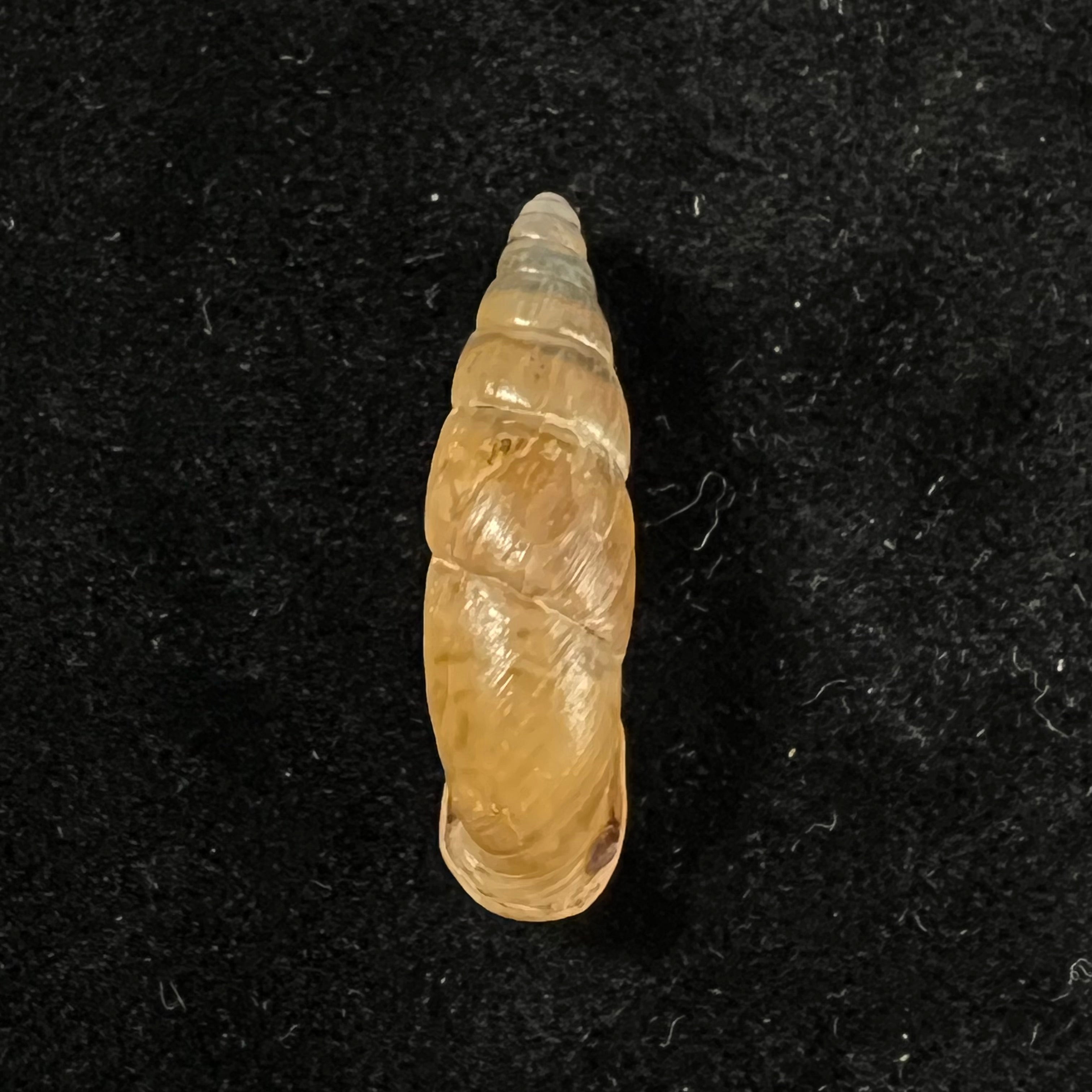 Synprosphyma basilissa (O. Boettger & Schmacker, 1894) - 30,1毫米