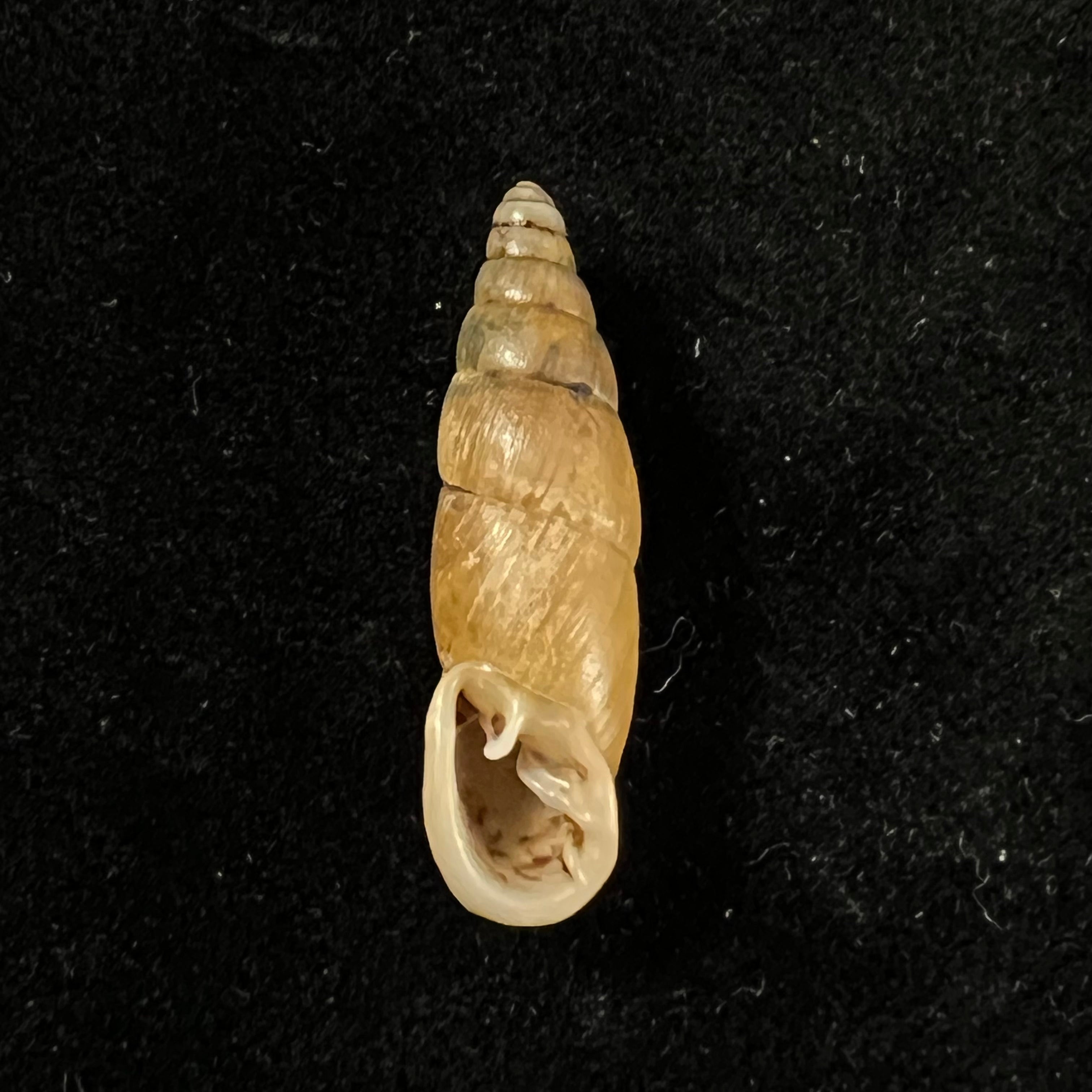 Synprosphyma basilissa (O. Boettger & Schmacker, 1894) - 30,1毫米