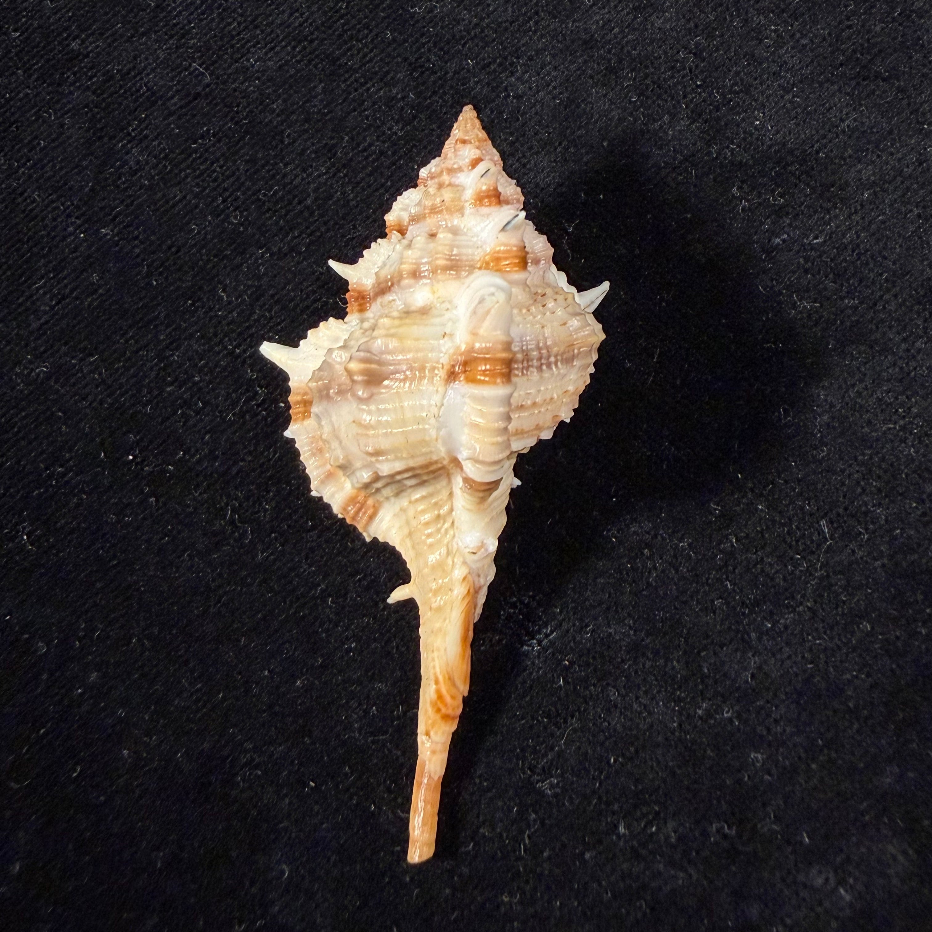 Vokesimurex garciai (Petuch, 1987) - 65mm