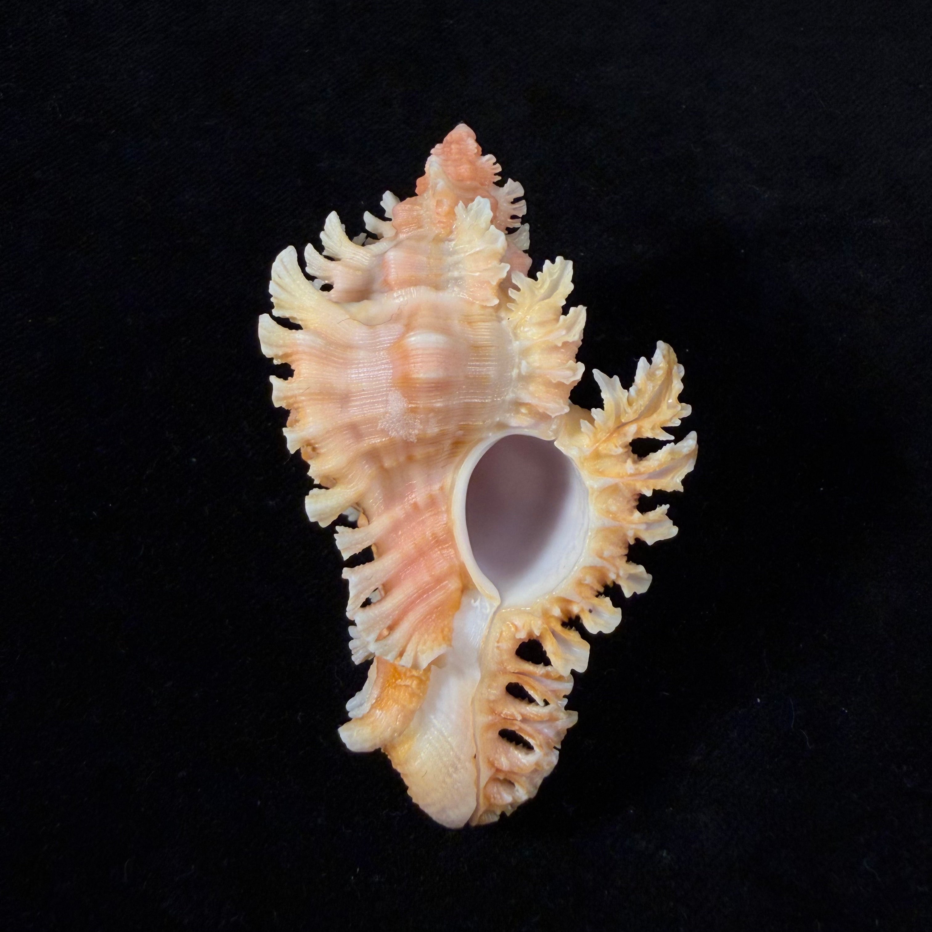 Chicoreus emilyae Petuch, 1987 - 68,5mm