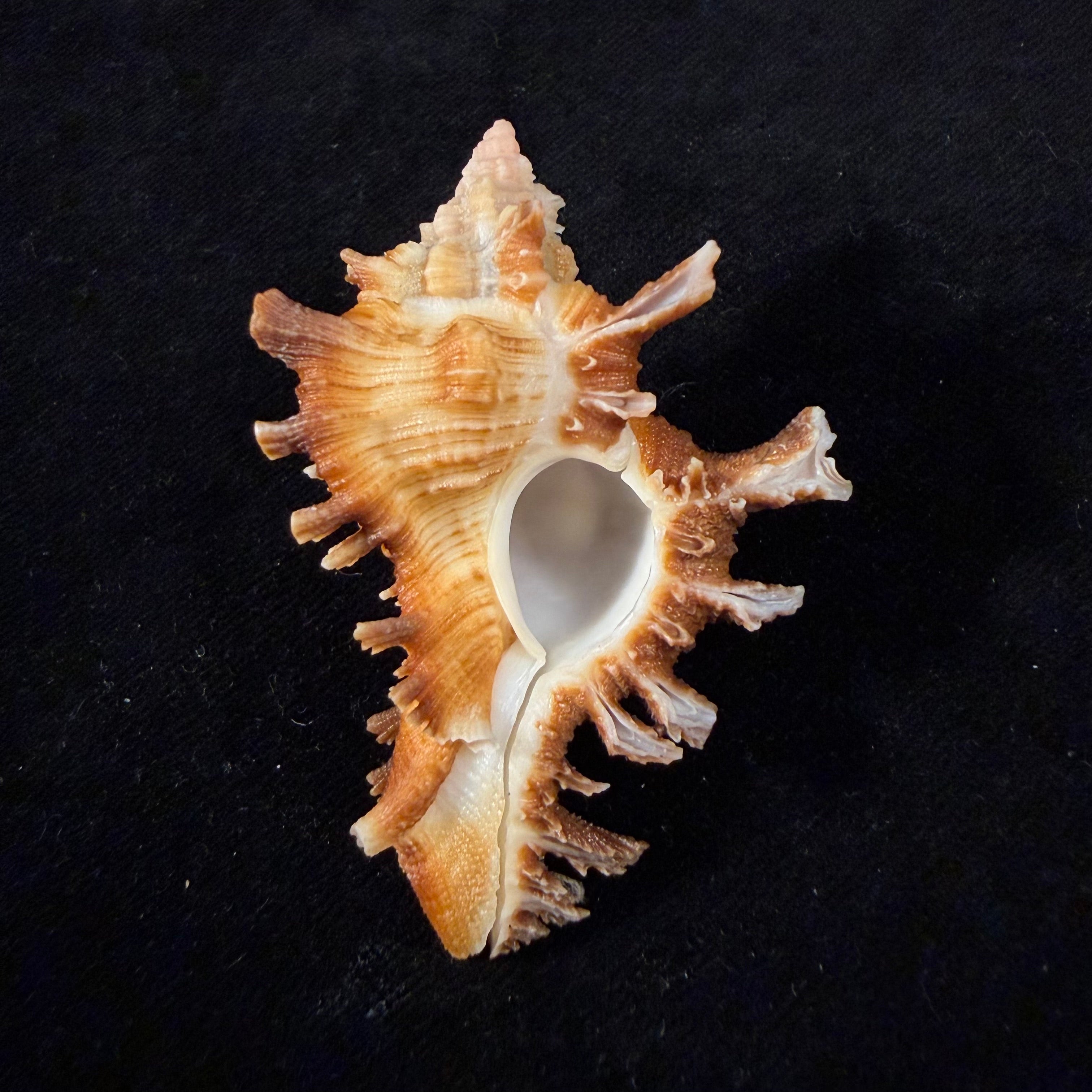 Chicoreus hilli Petuch, 1990 - 62mm