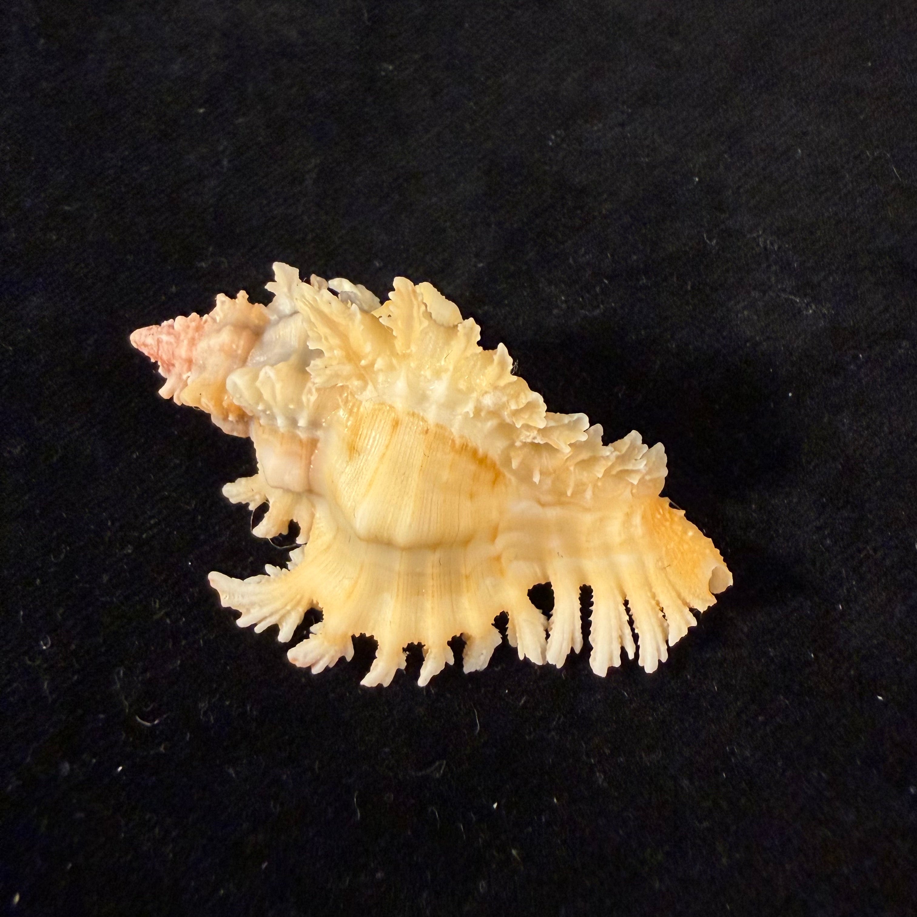 Chicoreus rachelcarsonae Petuch, 1987 - 52,1mm