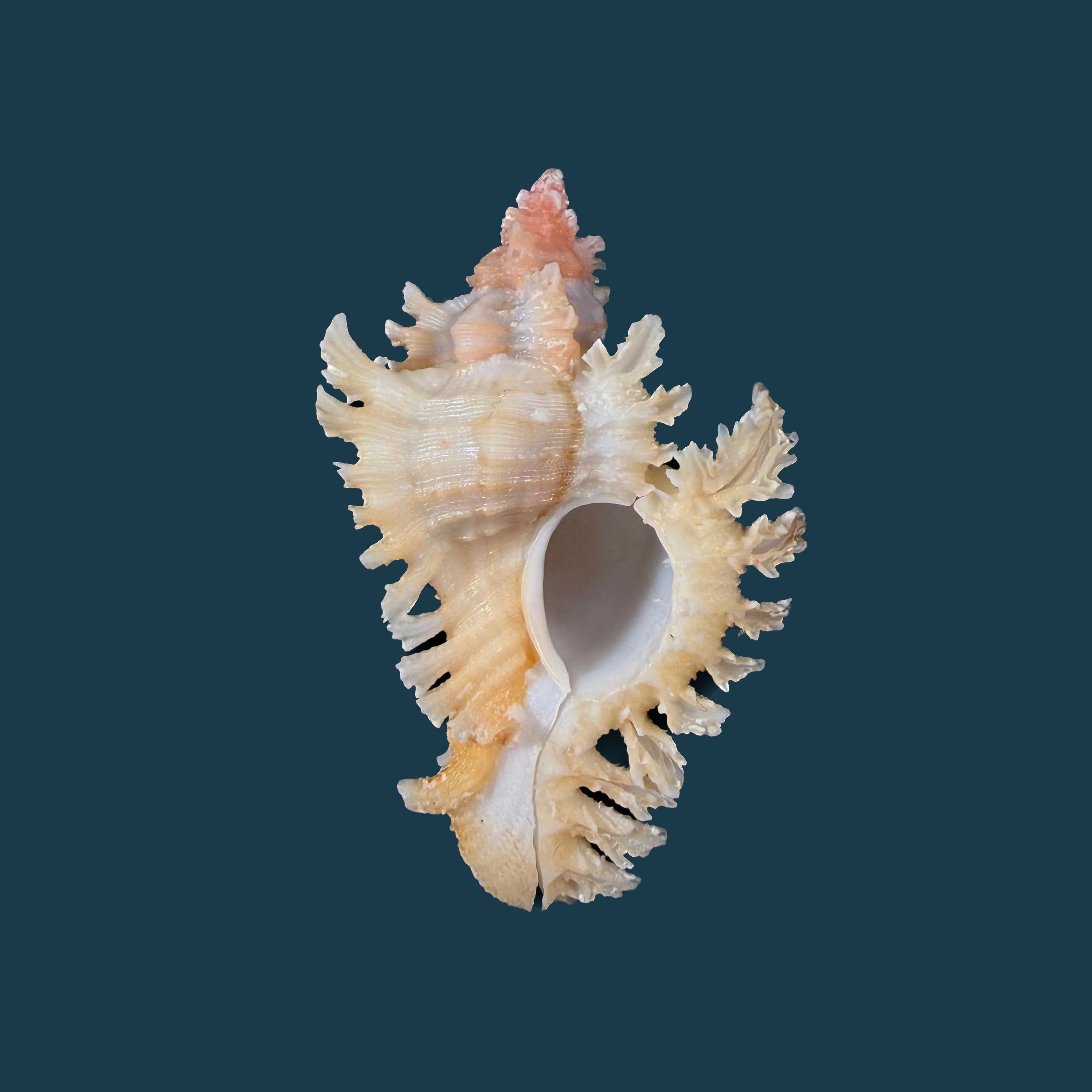 Chicoreus rachelcarsonae Petuch, 1987 - 52,1mm