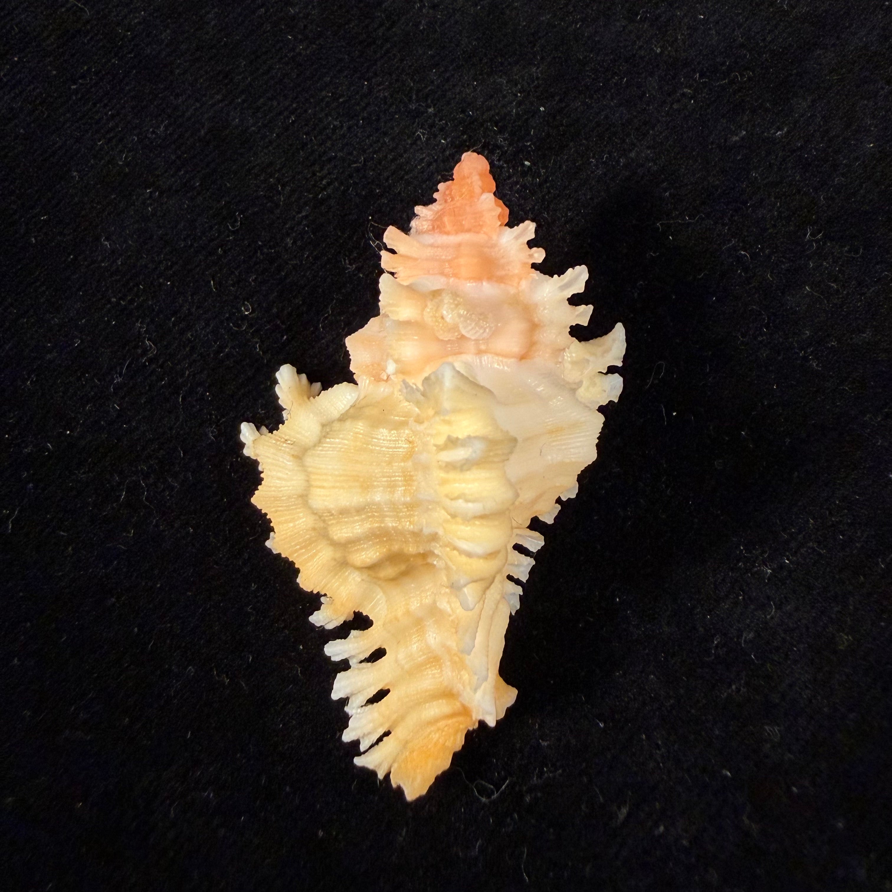 Chicoreus rachelcarsonae Petuch, 1987 - 46mm