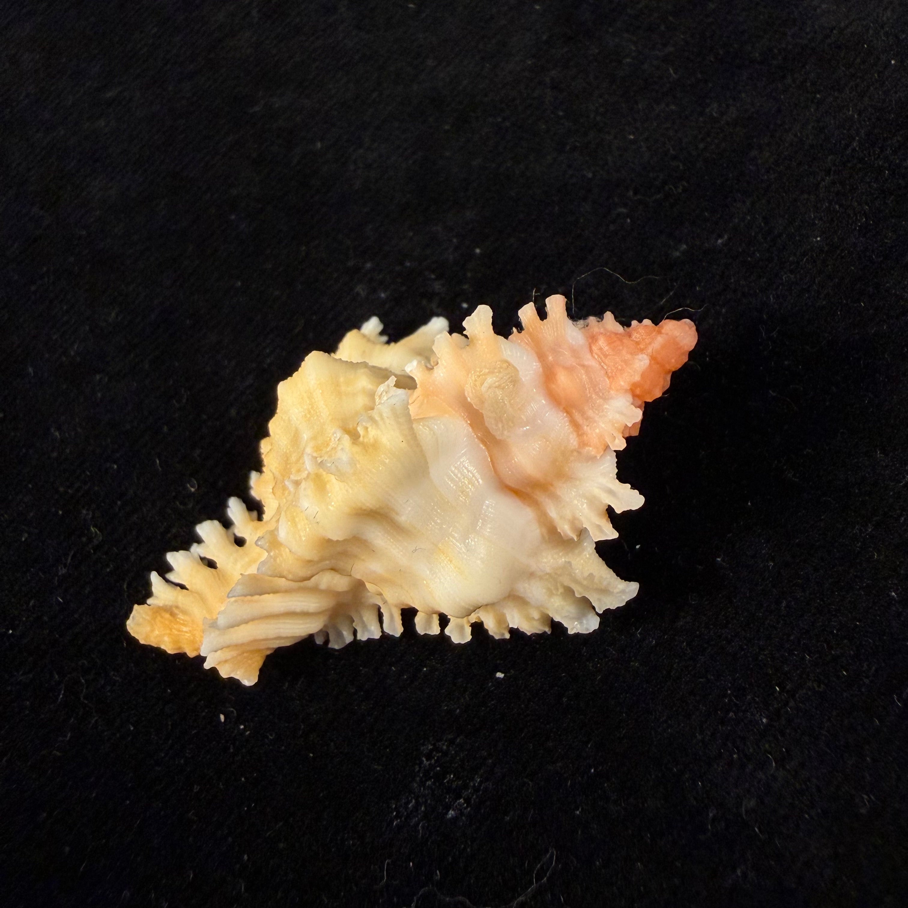 Chicoreus rachelcarsonae Petuch, 1987 - 46mm