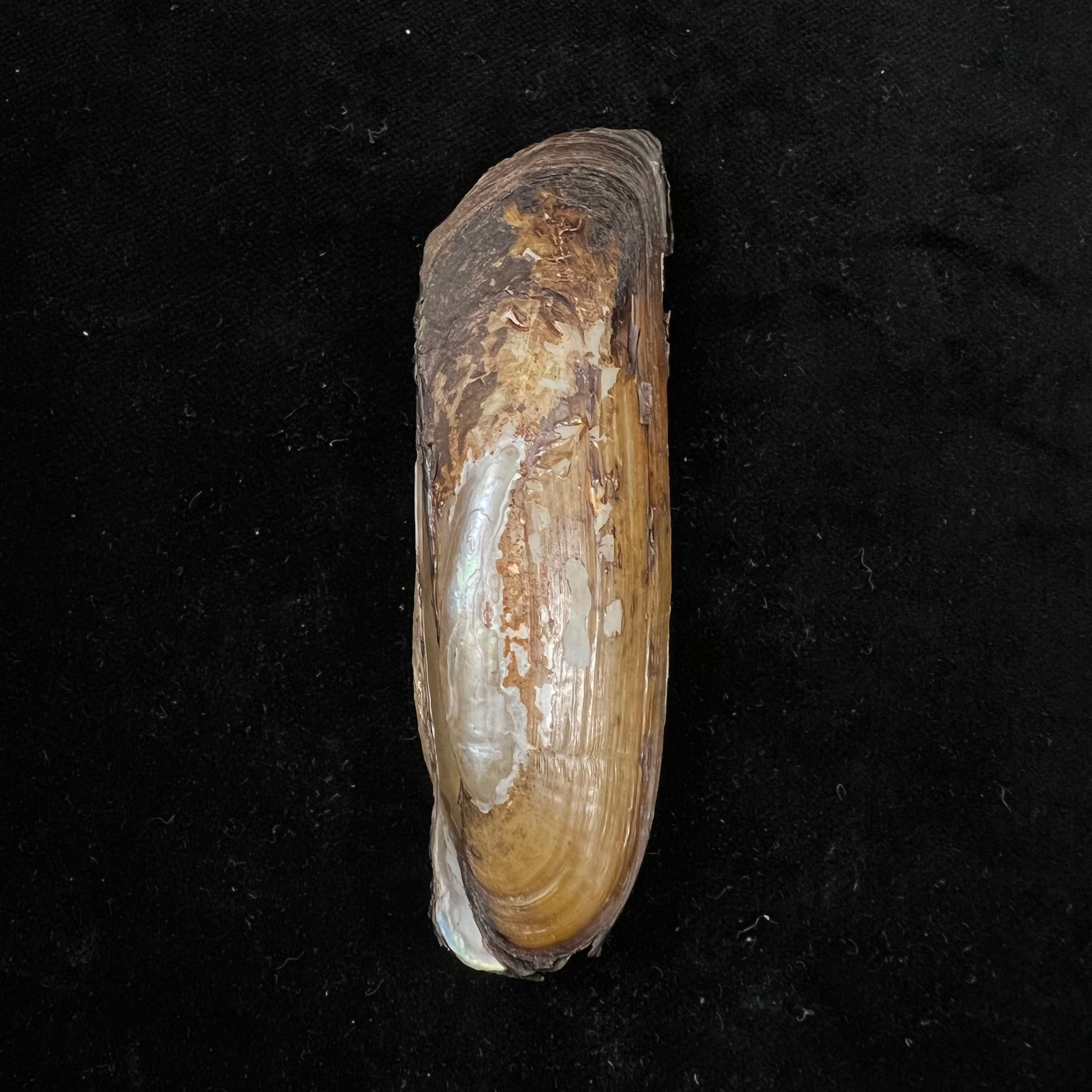 菌足纲 (E. von Martens, 1888) - 87,1mm