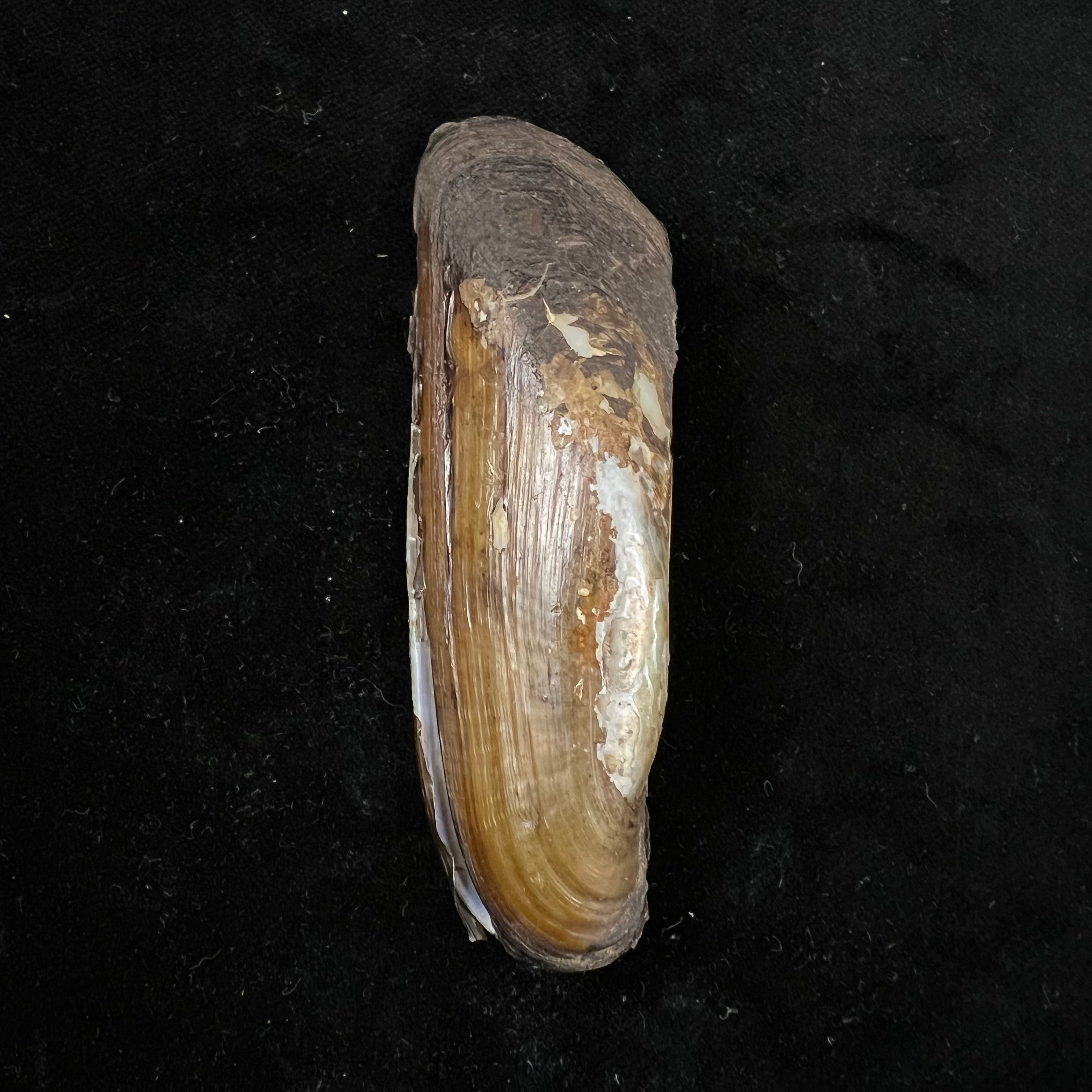 菌足纲 (E. von Martens, 1888) - 87,1mm