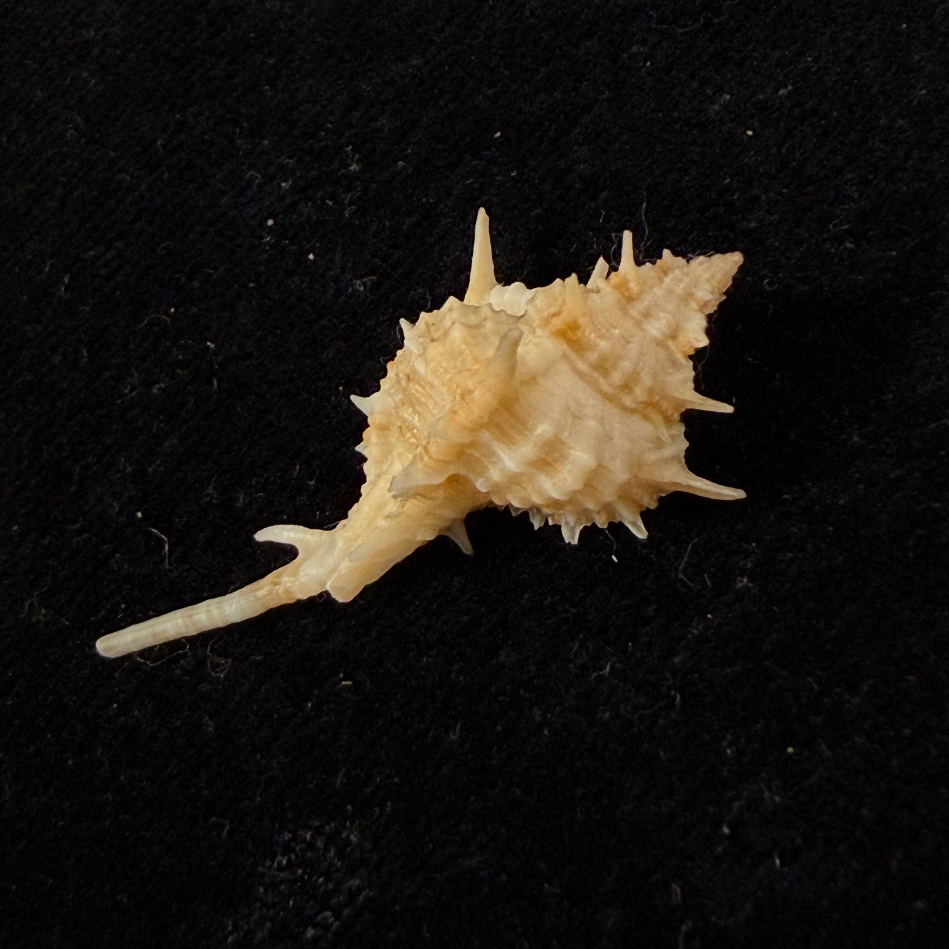 Siratus tenuisculptus Houart & Garrigues, 2023 - 36mm