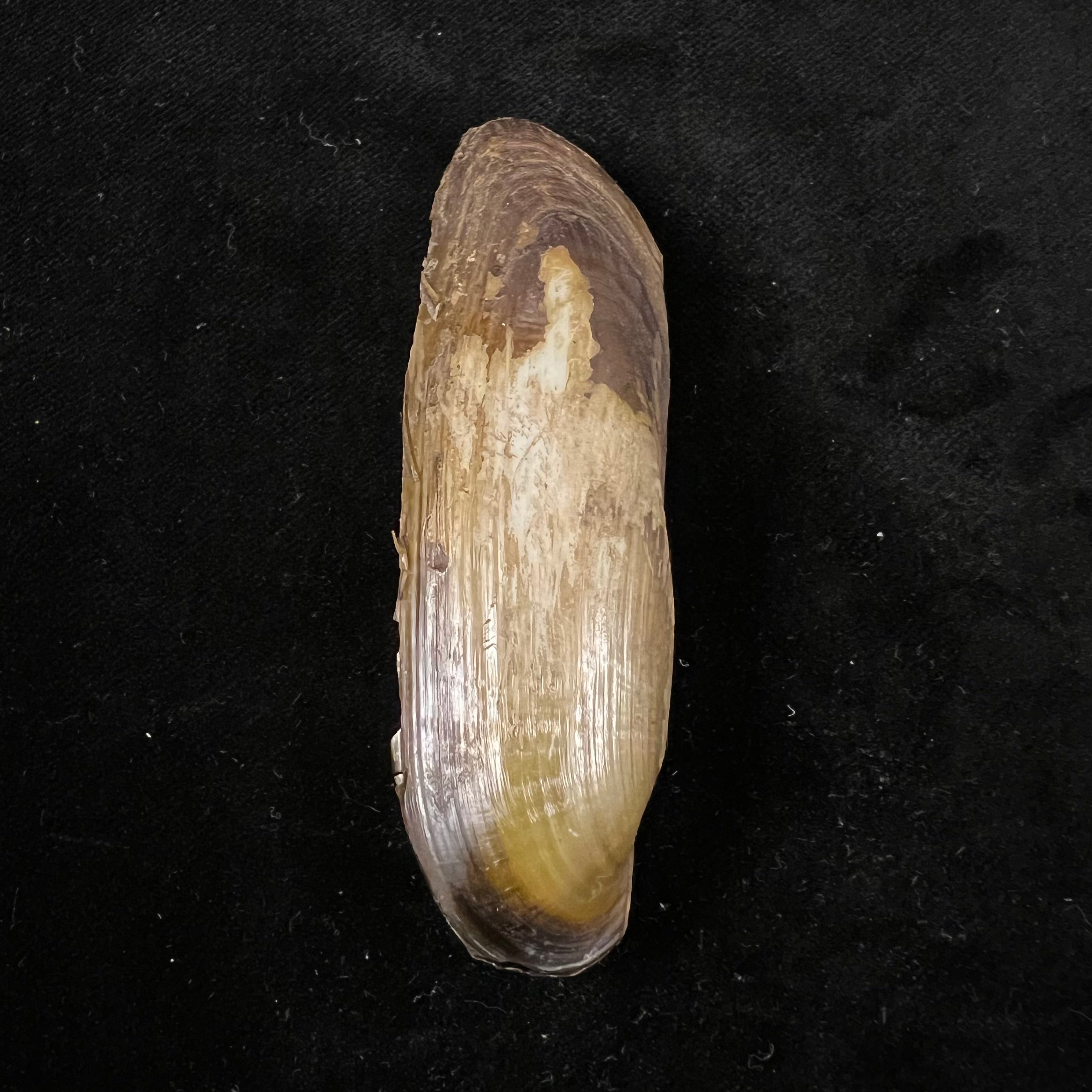 菌足纲 (E. von Martens, 1888) - 83mm