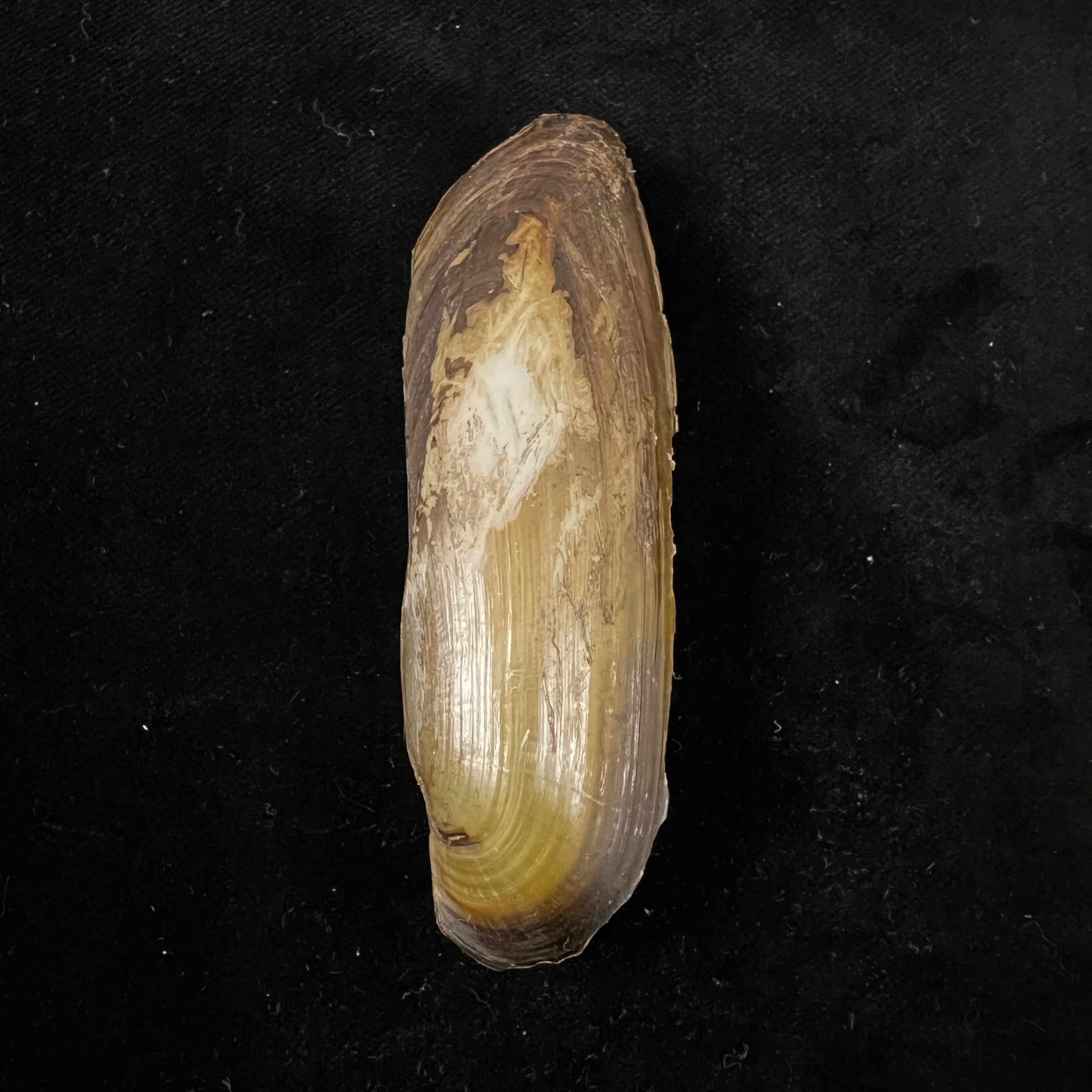 菌足纲 (E. von Martens, 1888) - 83mm