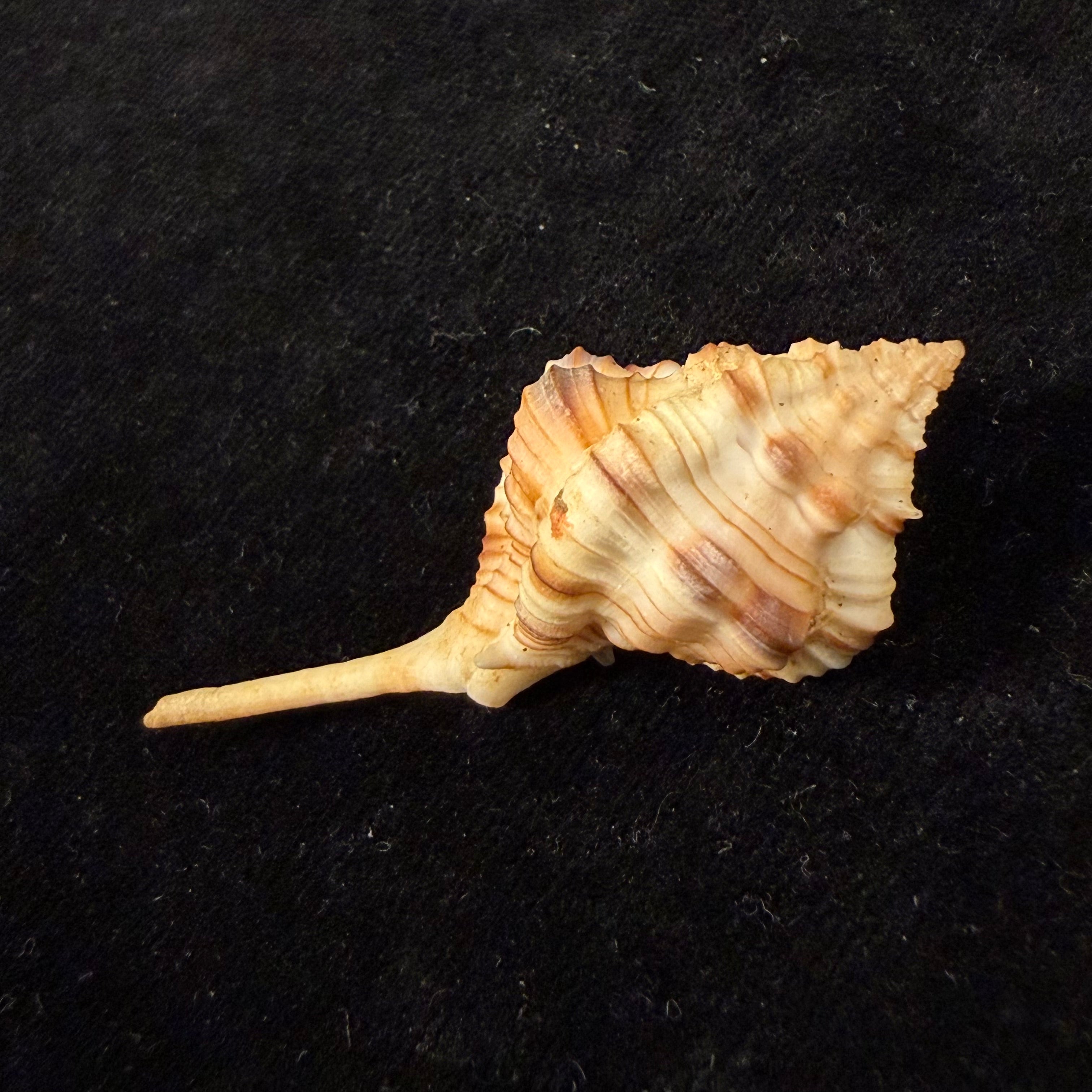 Siratus cailleti (Petit de la Saussaye, 1856) - 51,7mm