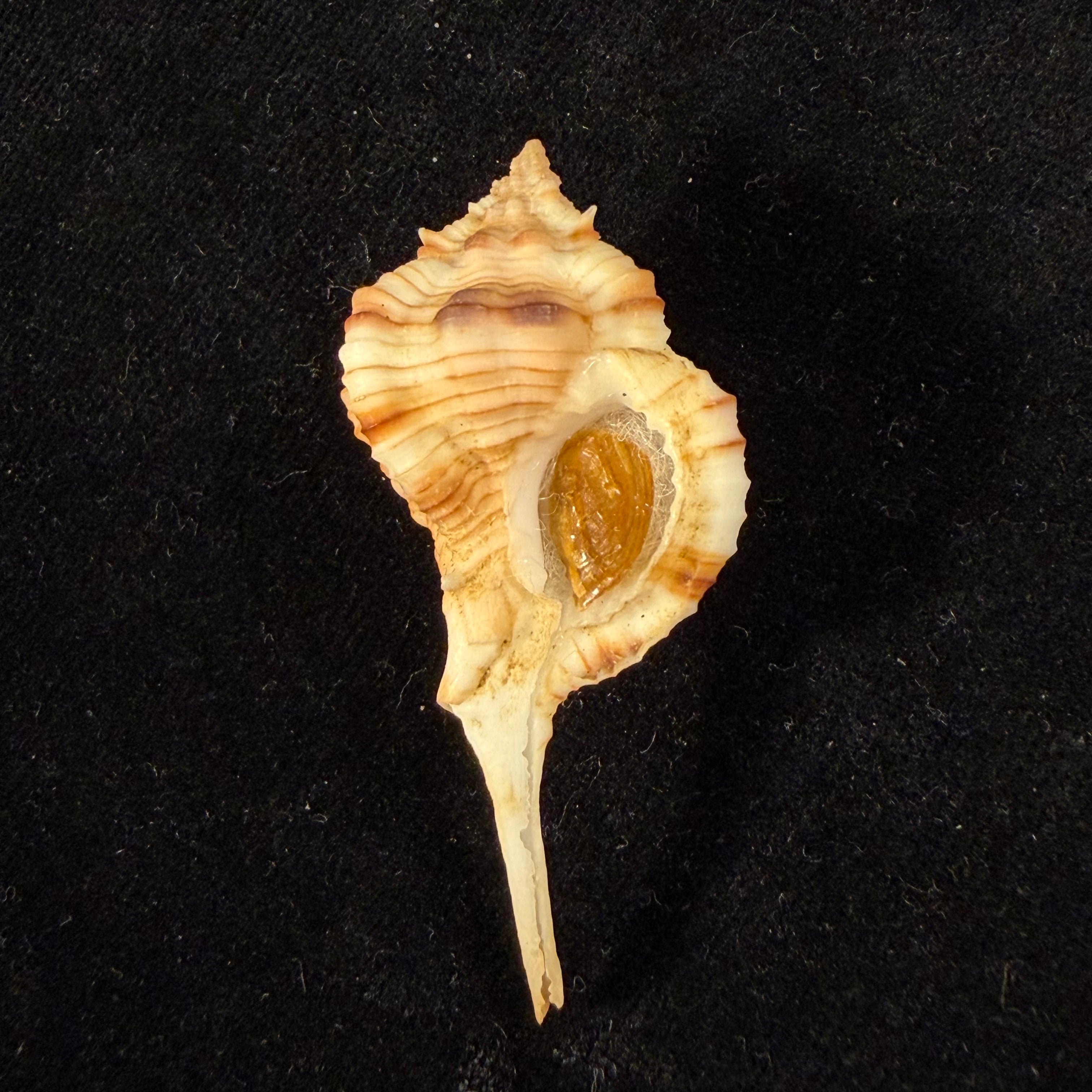 Siratus cailleti (Petit de la Saussaye, 1856) - 51,7mm