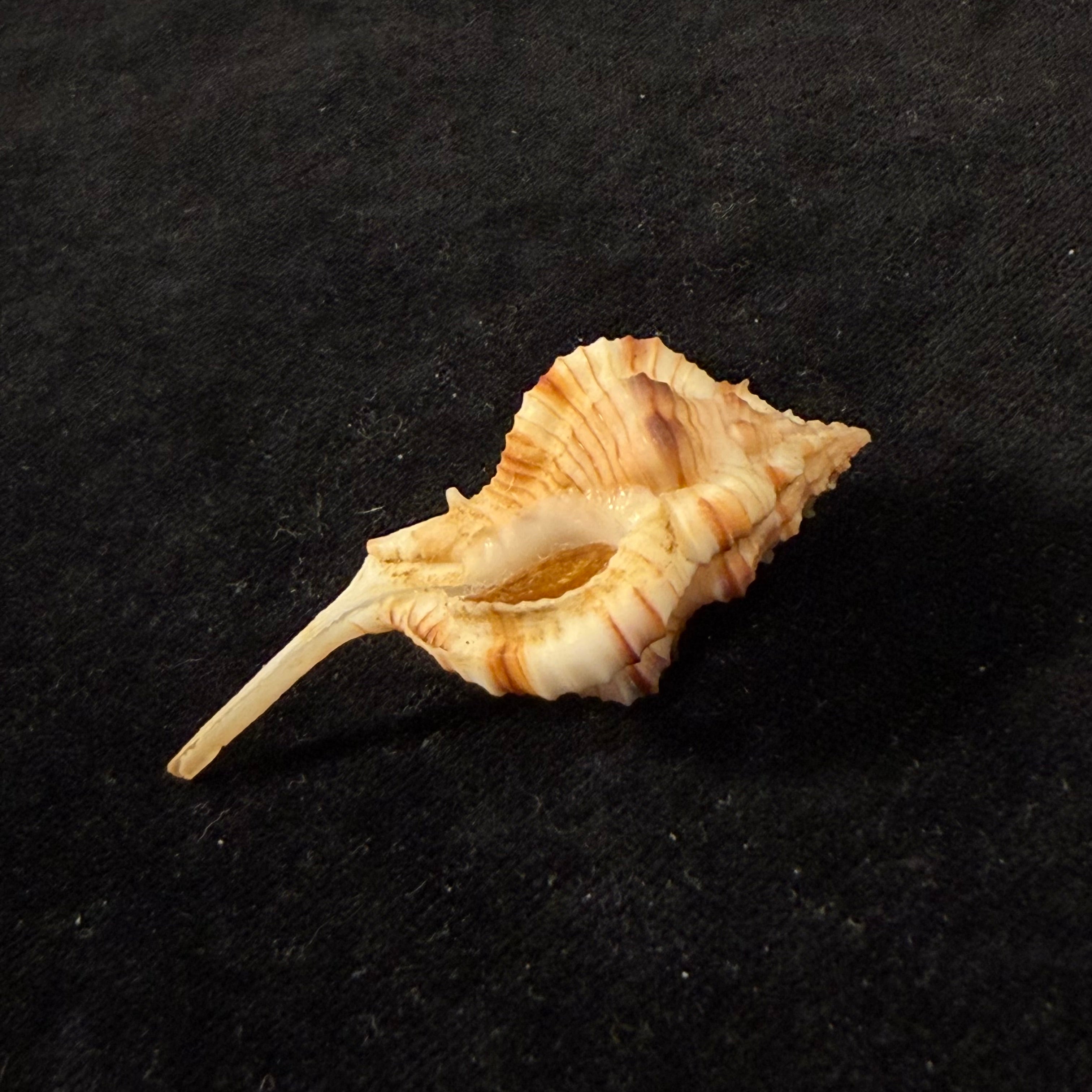 Siratus cailleti (Petit de la Saussaye, 1856) - 51,7mm