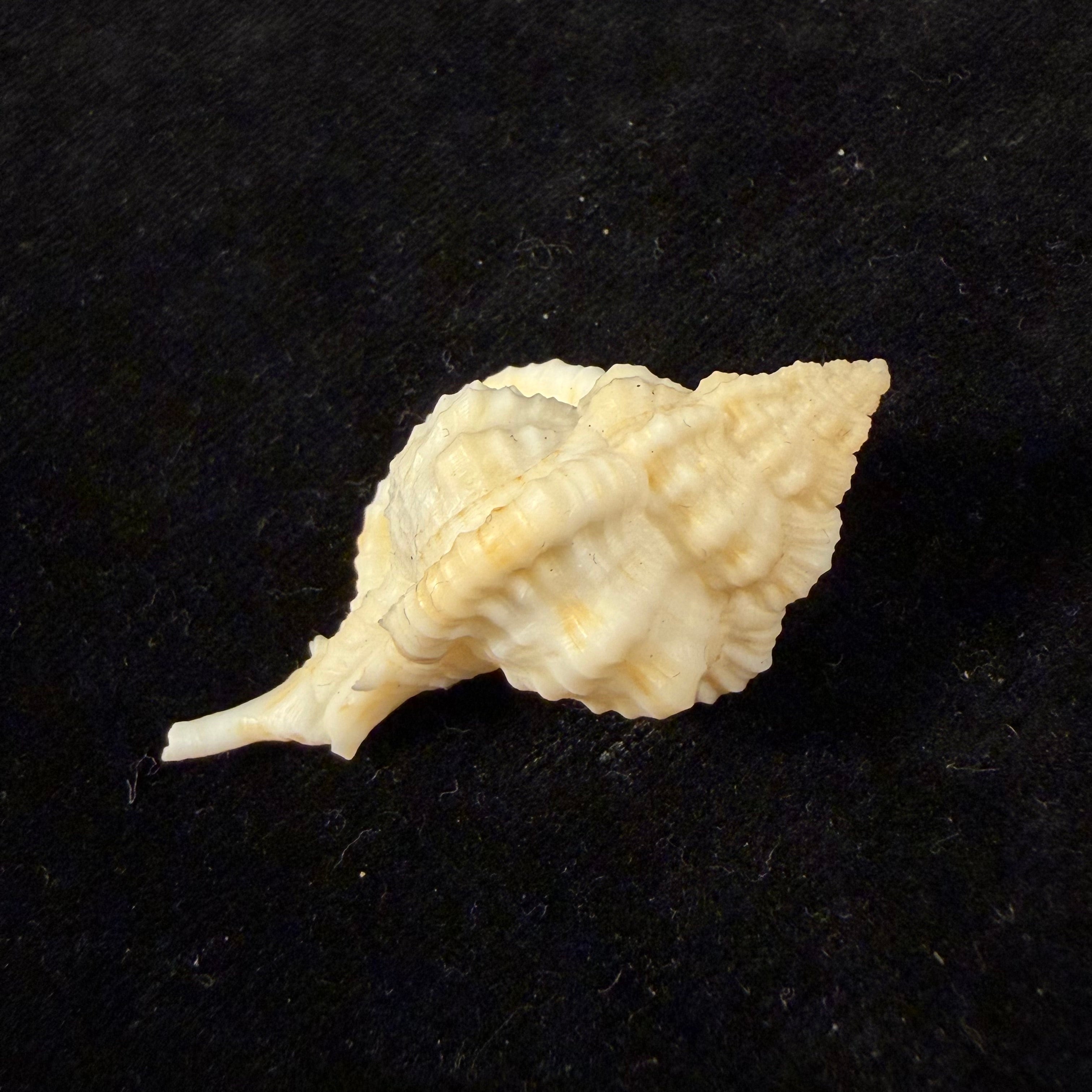 Siratus thompsoni (H. R. Bullis, 1964) - 45,3mm