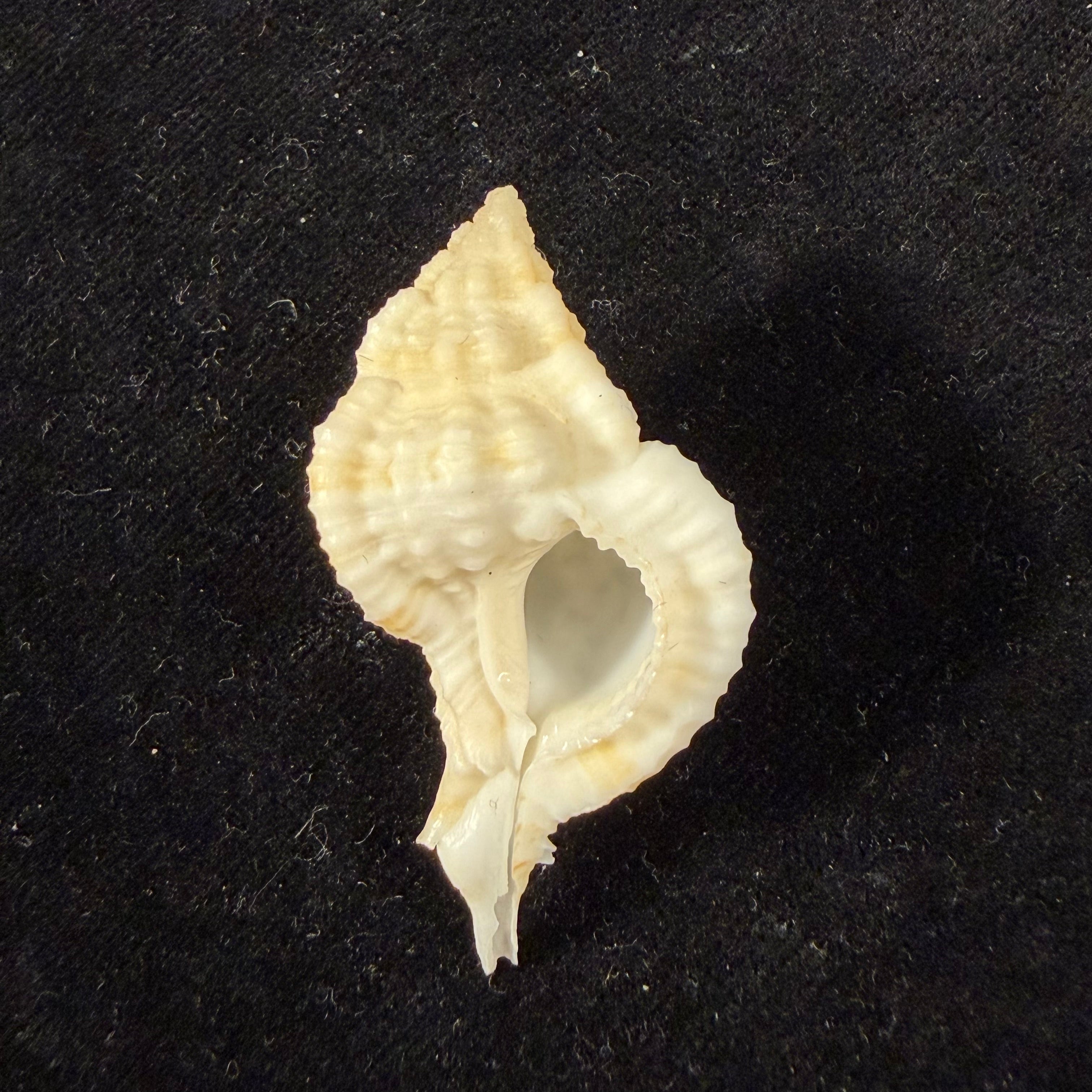 Siratus thompsoni (H. R. Bullis, 1964) - 45,3mm