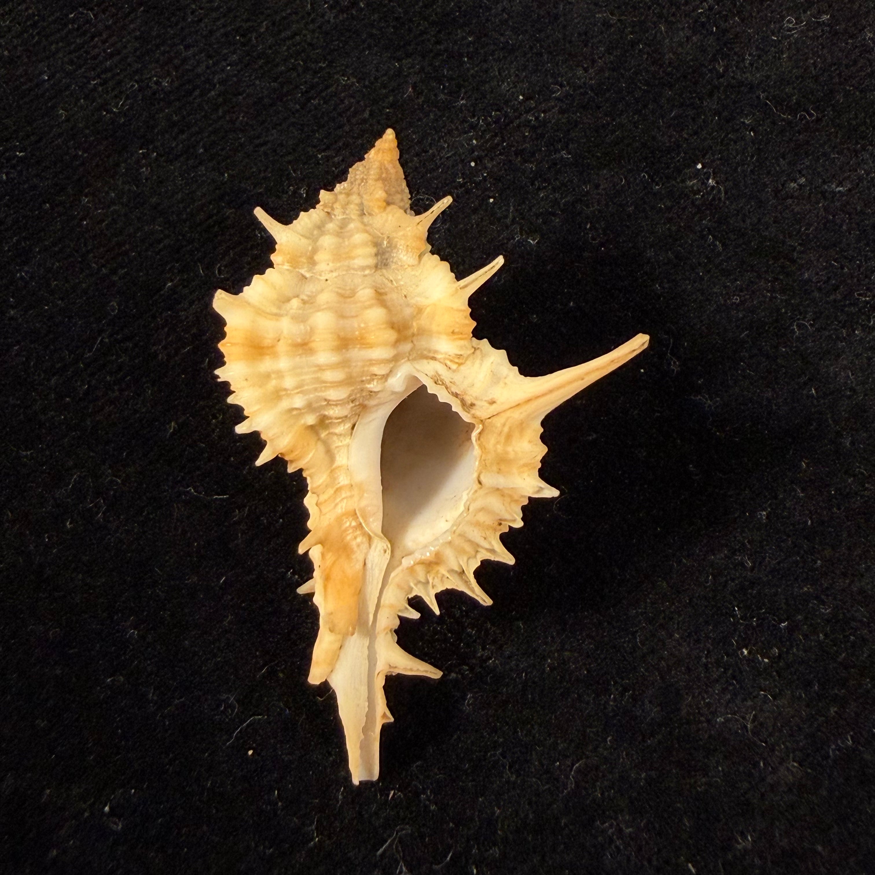 Siratus graciadiosus Houart & Garrigues, 2023 - 43,6mm