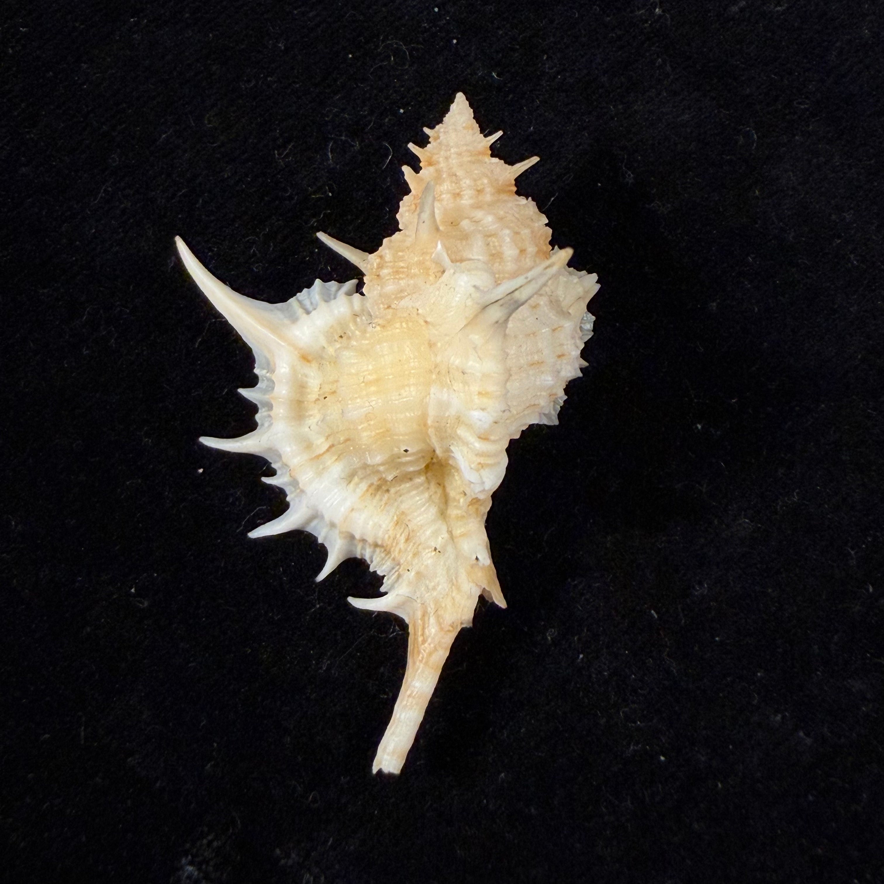 Siratus formosus finlayi (var.) W. J. Clench, 1955 - 48,3mm