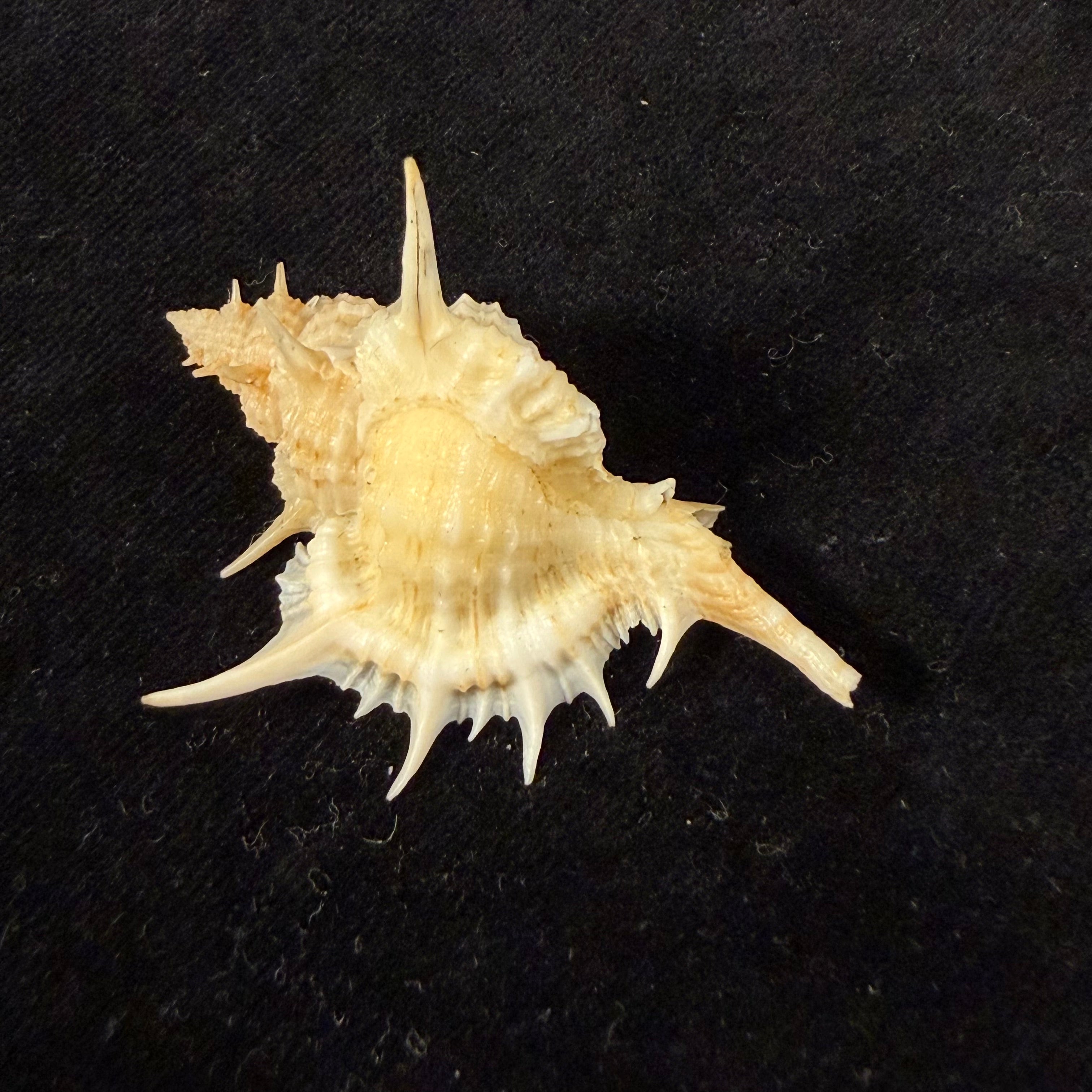 Siratus formosus finlayi (var.) W. J. Clench, 1955 - 48,3mm